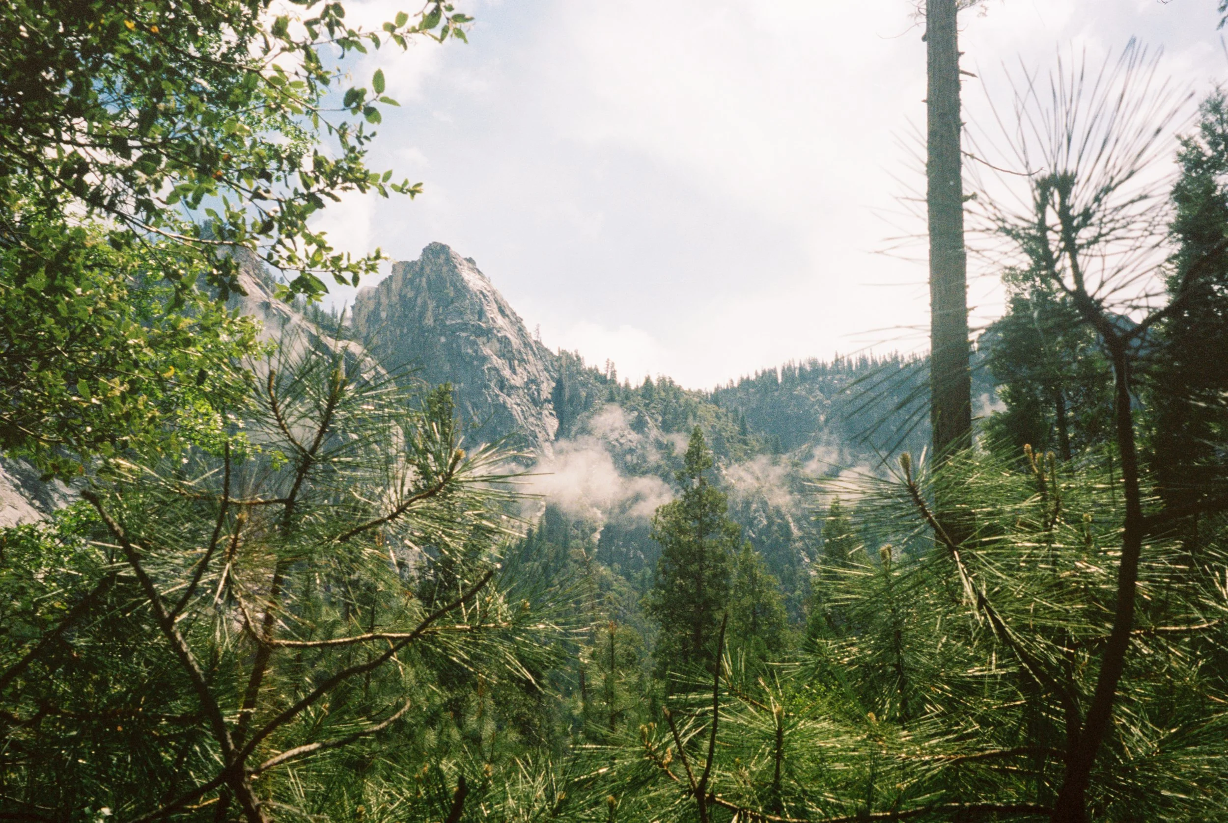 Fogspotting in the Pines (2021)
Yosemite National Park, CA