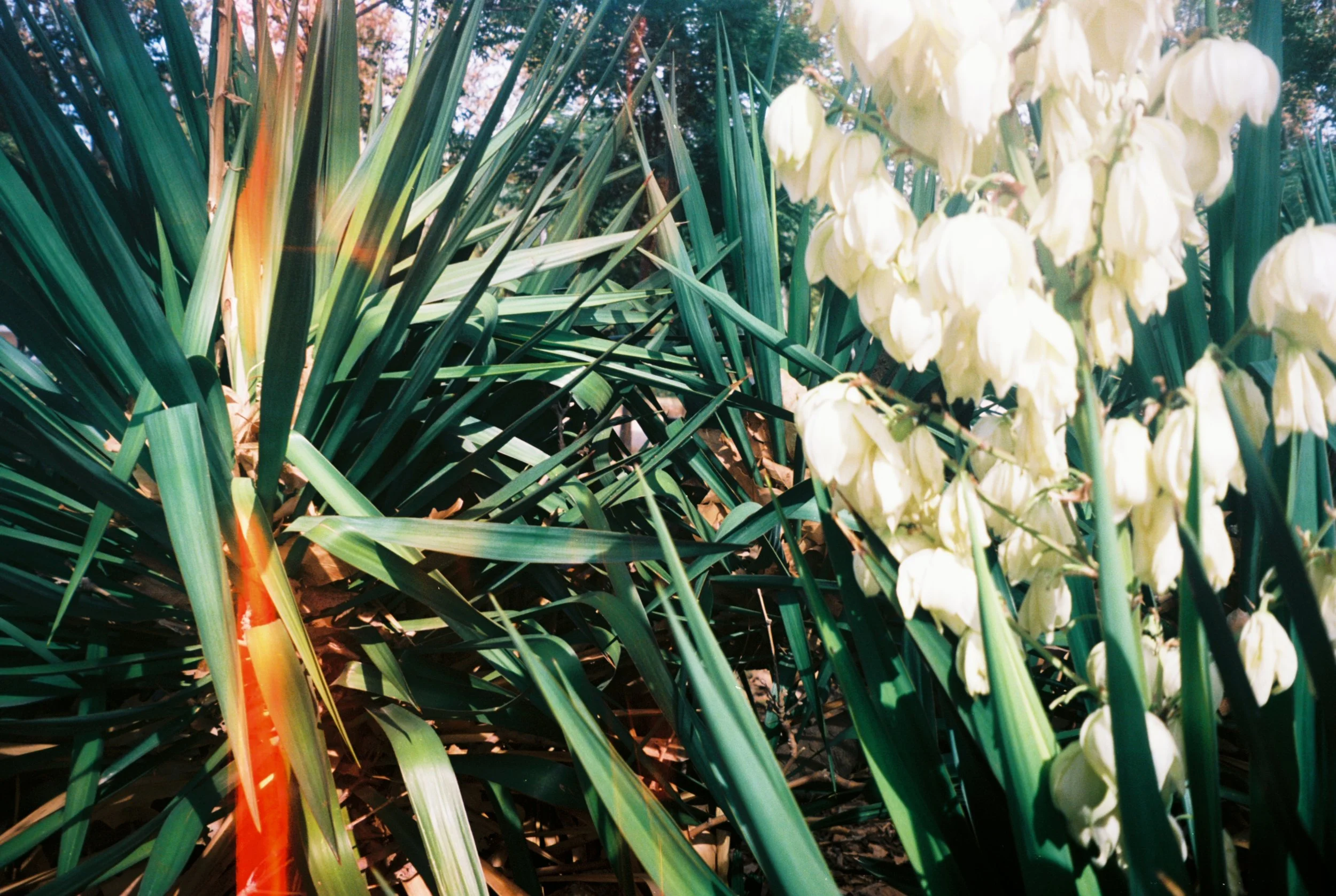 Yucca (2019)
Madrid, Spain