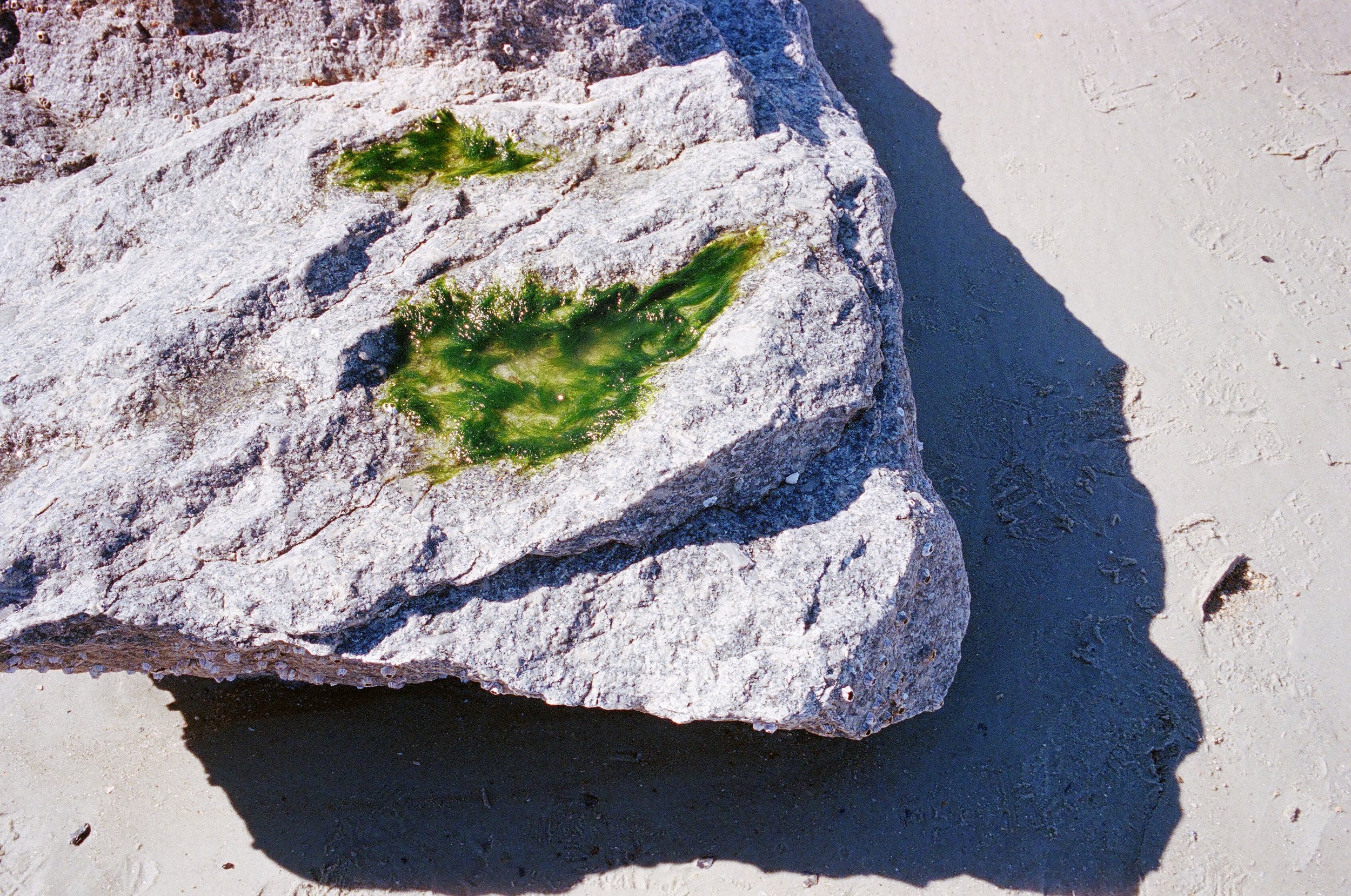 Mossy (2022)
Tybee Island, GA