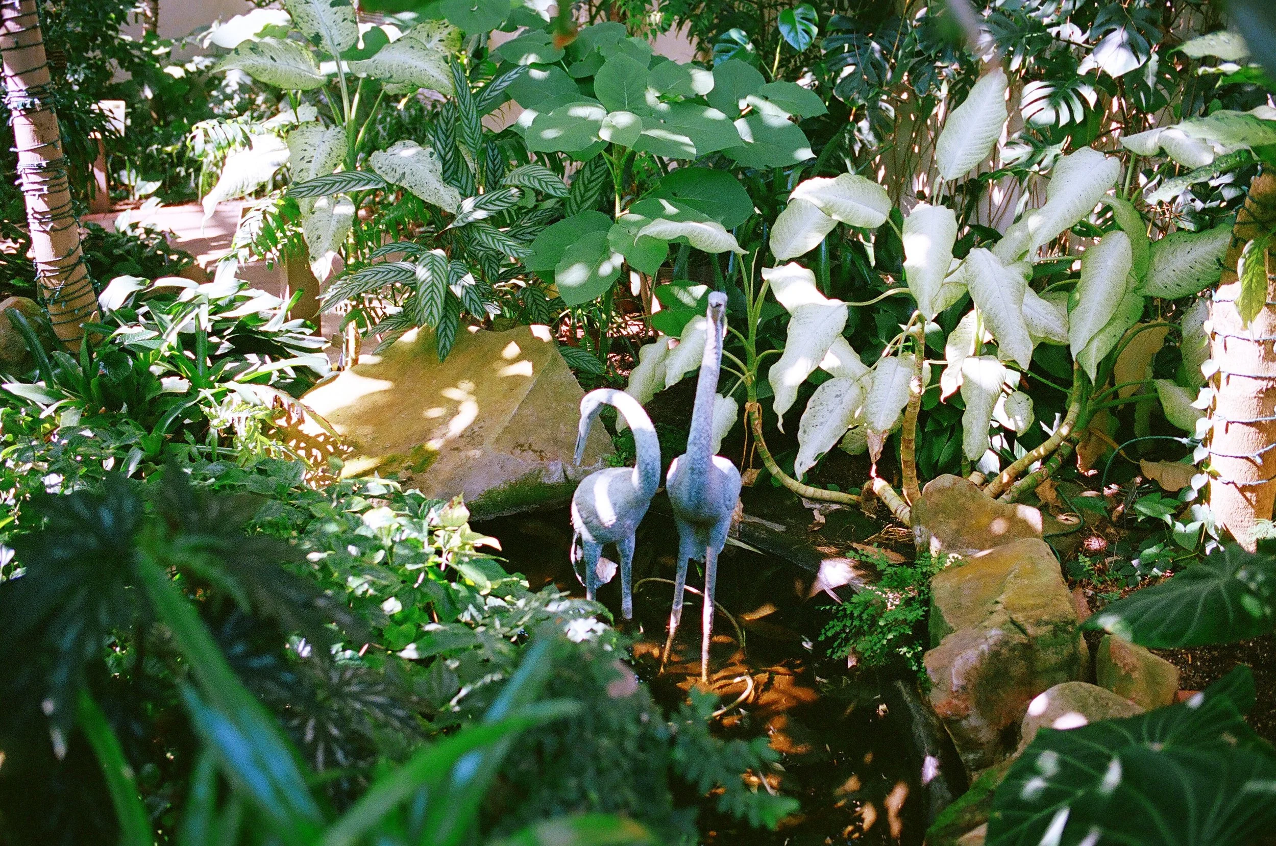 Two Birds, Unmoving (2022)
State Botanical Garden of Georgia