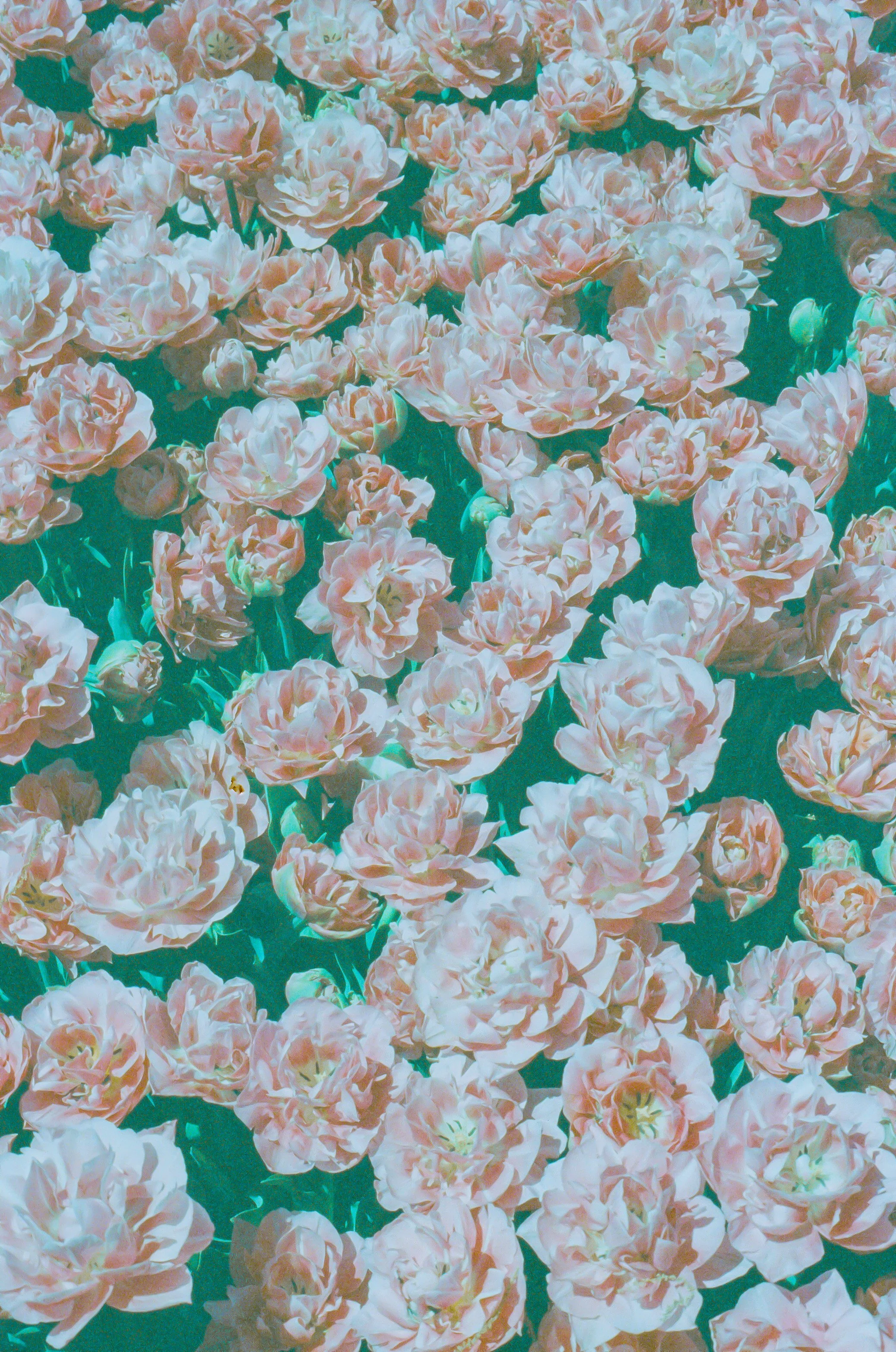 Pink Tulips.jpeg