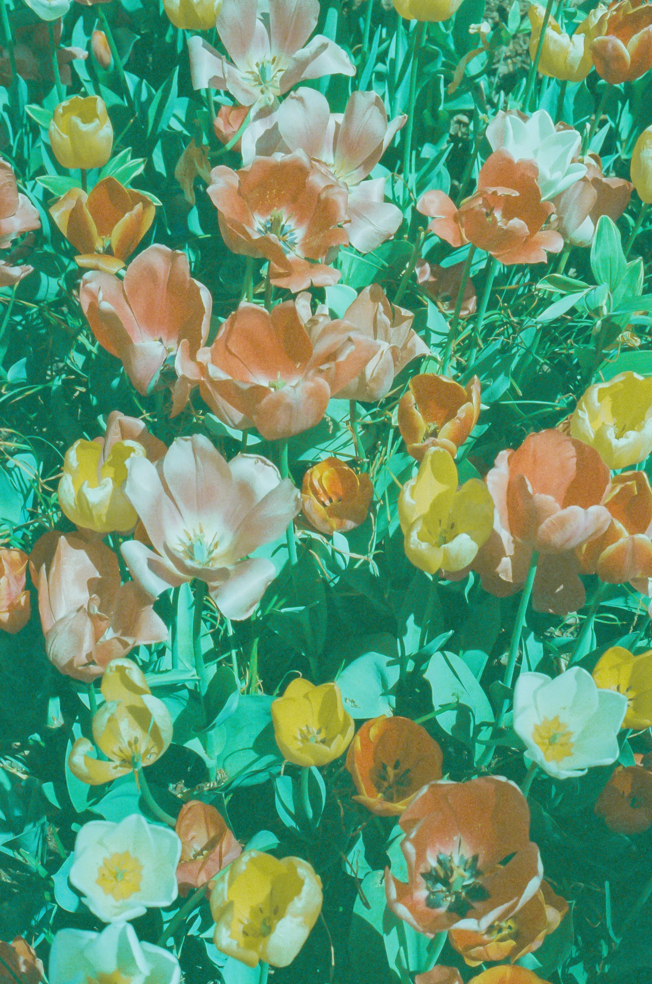 Multi Colored Tulips.jpeg