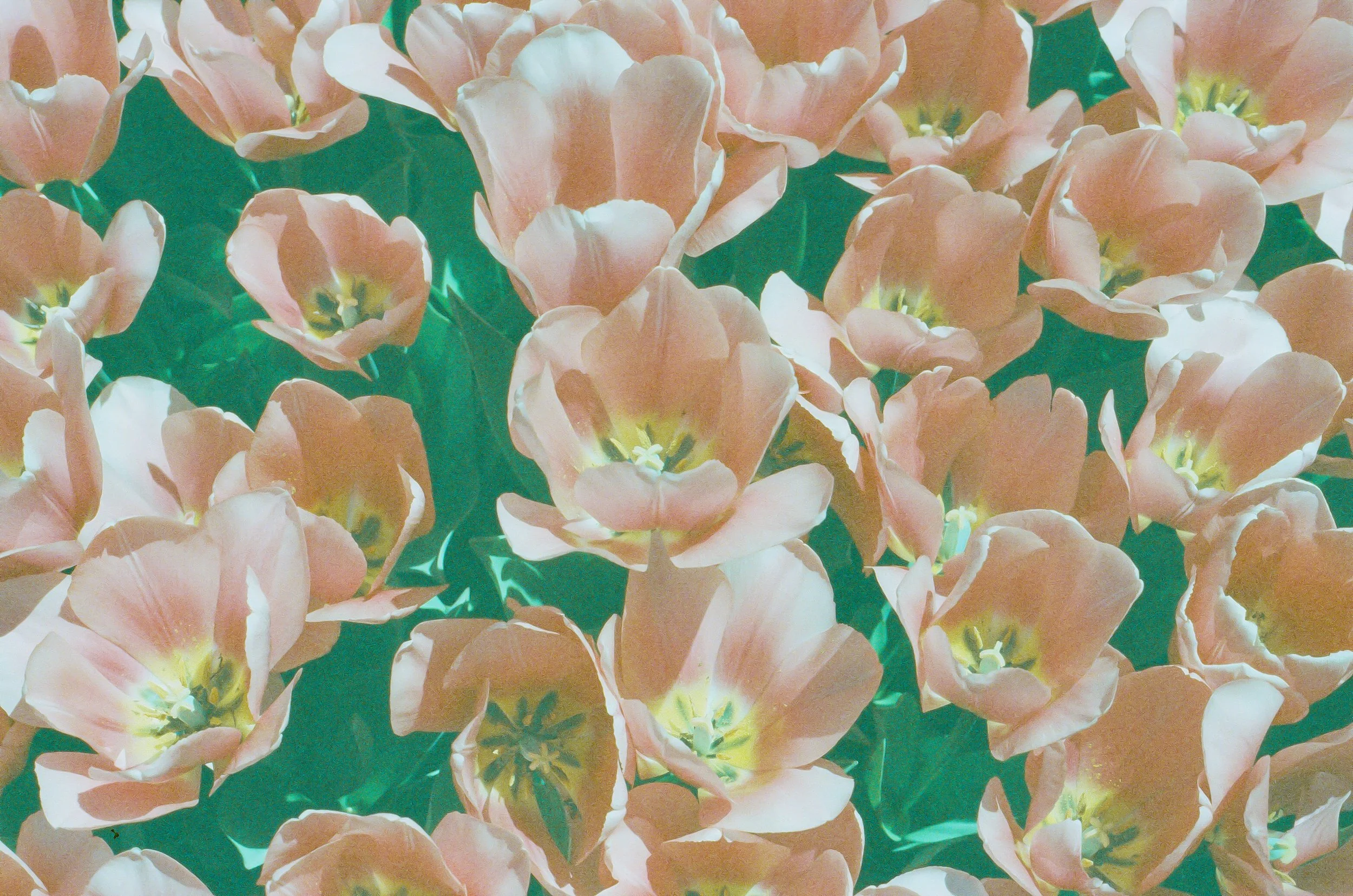 Pink and Yellow Tulips.jpeg