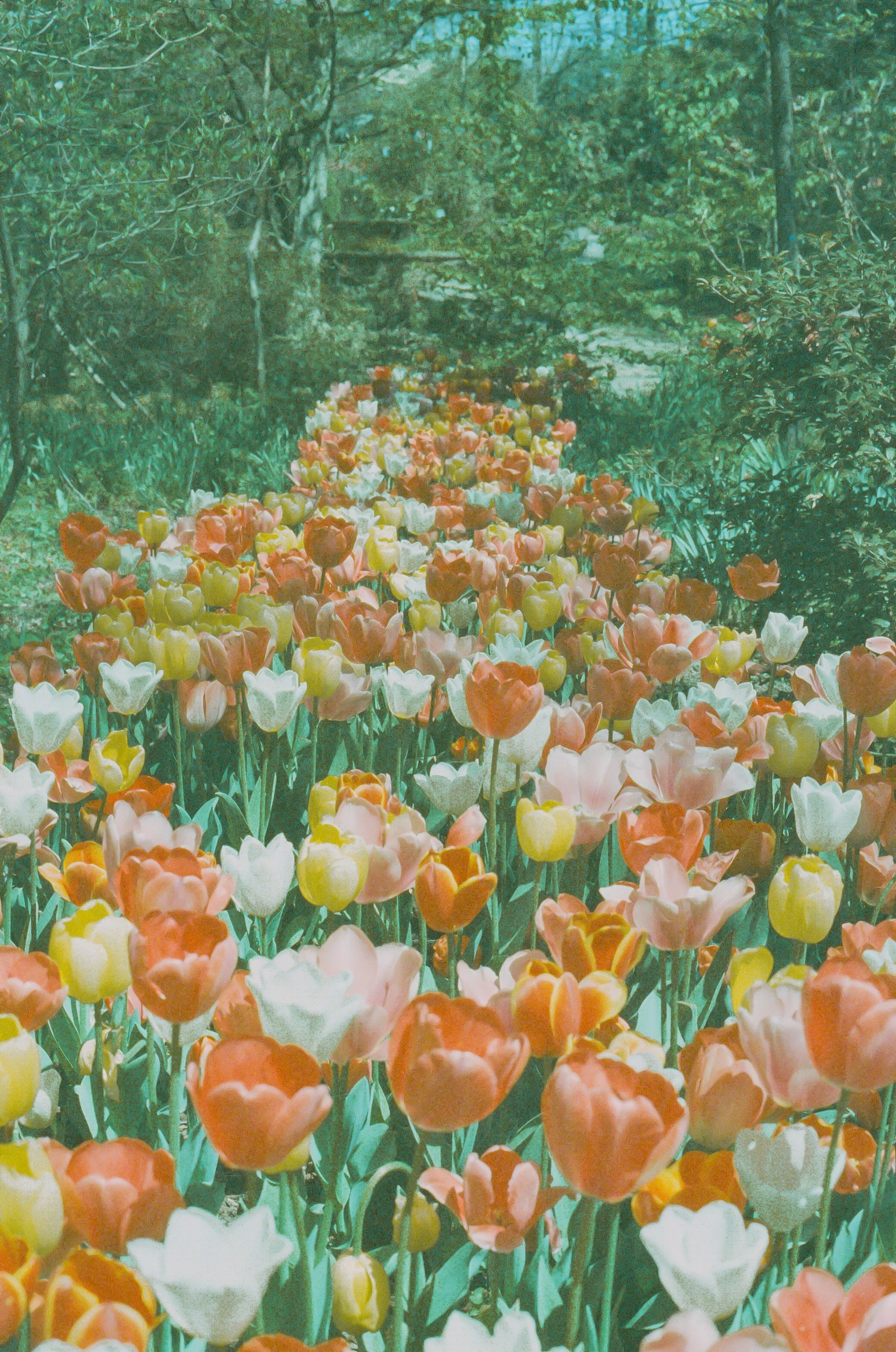 Tulip Trail.jpeg