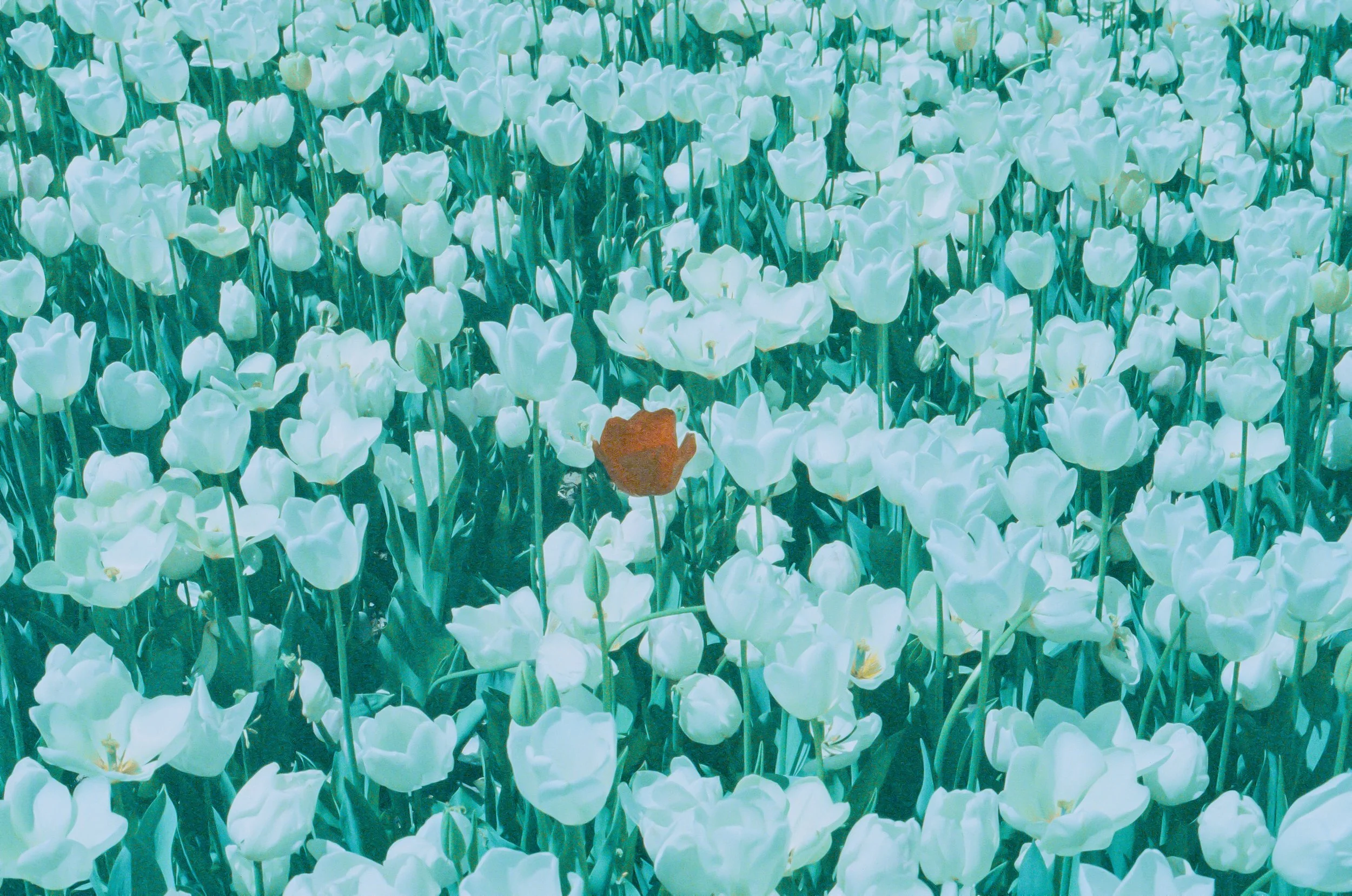 Red Tulip.jpeg