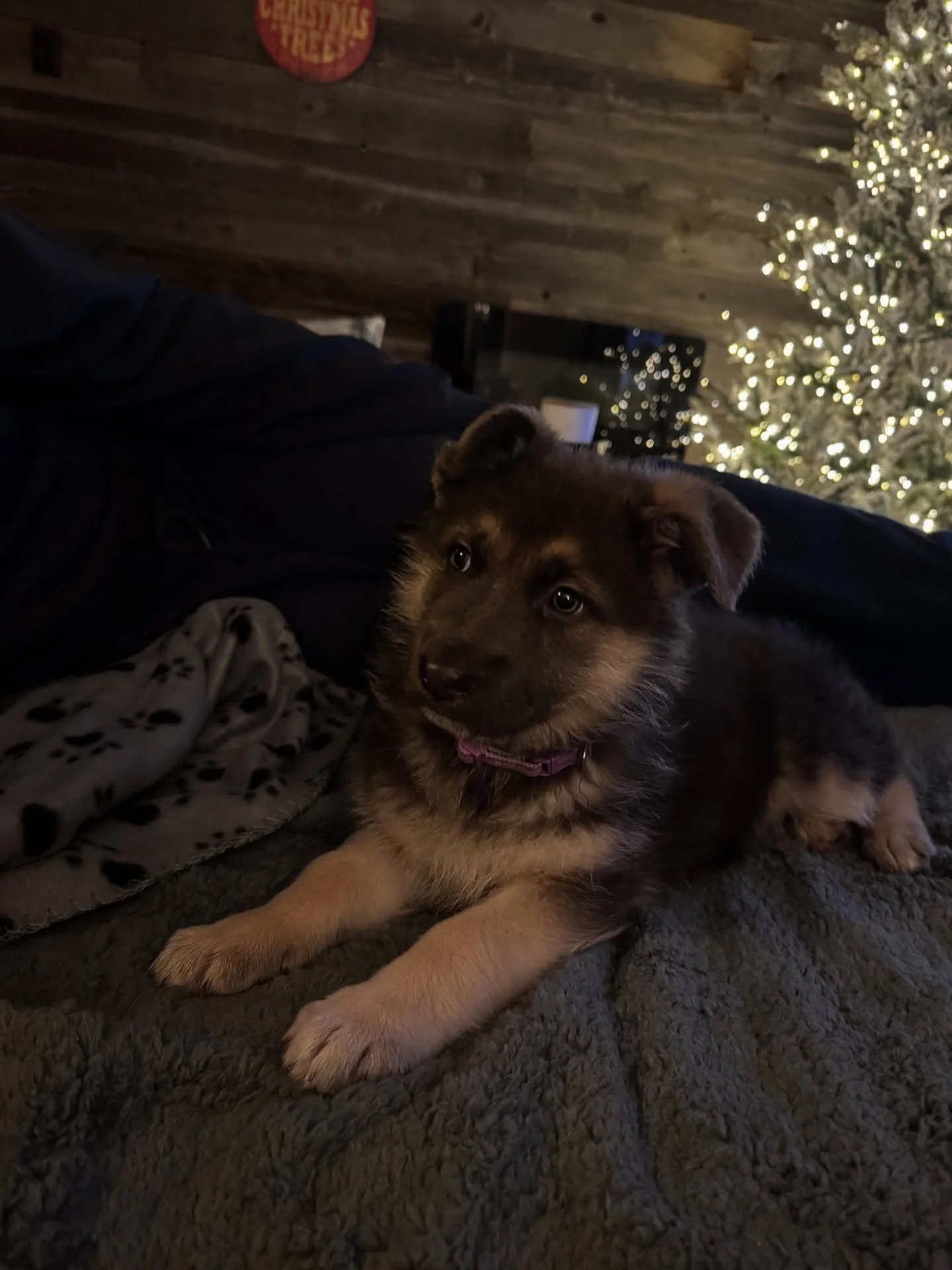 It&rsquo;s a massive testament to our love for North&hellip; he showed us the true love of a dog and how it makes a house a home.  So now we keep North&rsquo;s love going strong with our new baby girl Chloe 🩵. A purebred German Shepherd, already sho