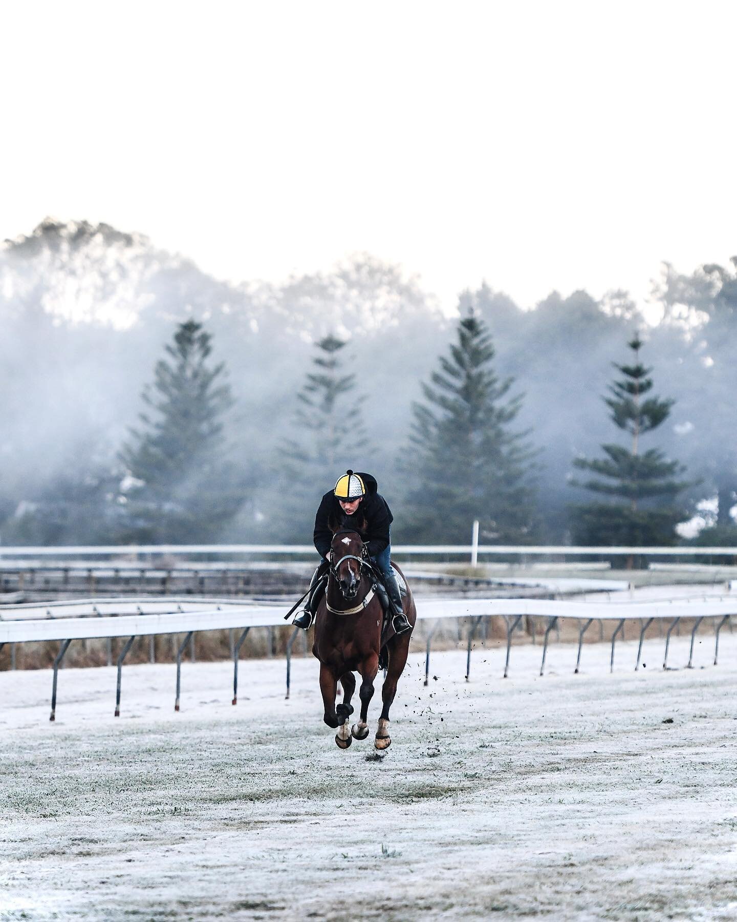 Grass gallops looked pretty magical in the first frost of the season. 🥶❄️

📷Contessa &amp; Embossing @chris_waller_racing
