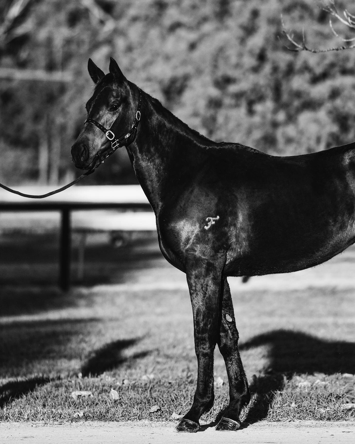 Off to Randwick 🚛🏇🏼

Owned by @sumanhedgebloodstock &amp; @sheriff_iskander. These two beautiful fillies will be trained by @johnoshearacing 

They have been an absolute pleasure to work with from start to finish and we can&rsquo;t wait to see the