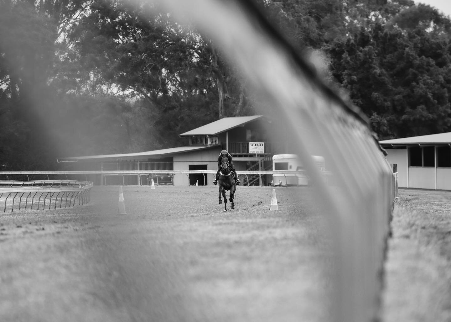 Focus 👀

- Rod and Another Jack having one last grass gallop before heading back to @munce_racing