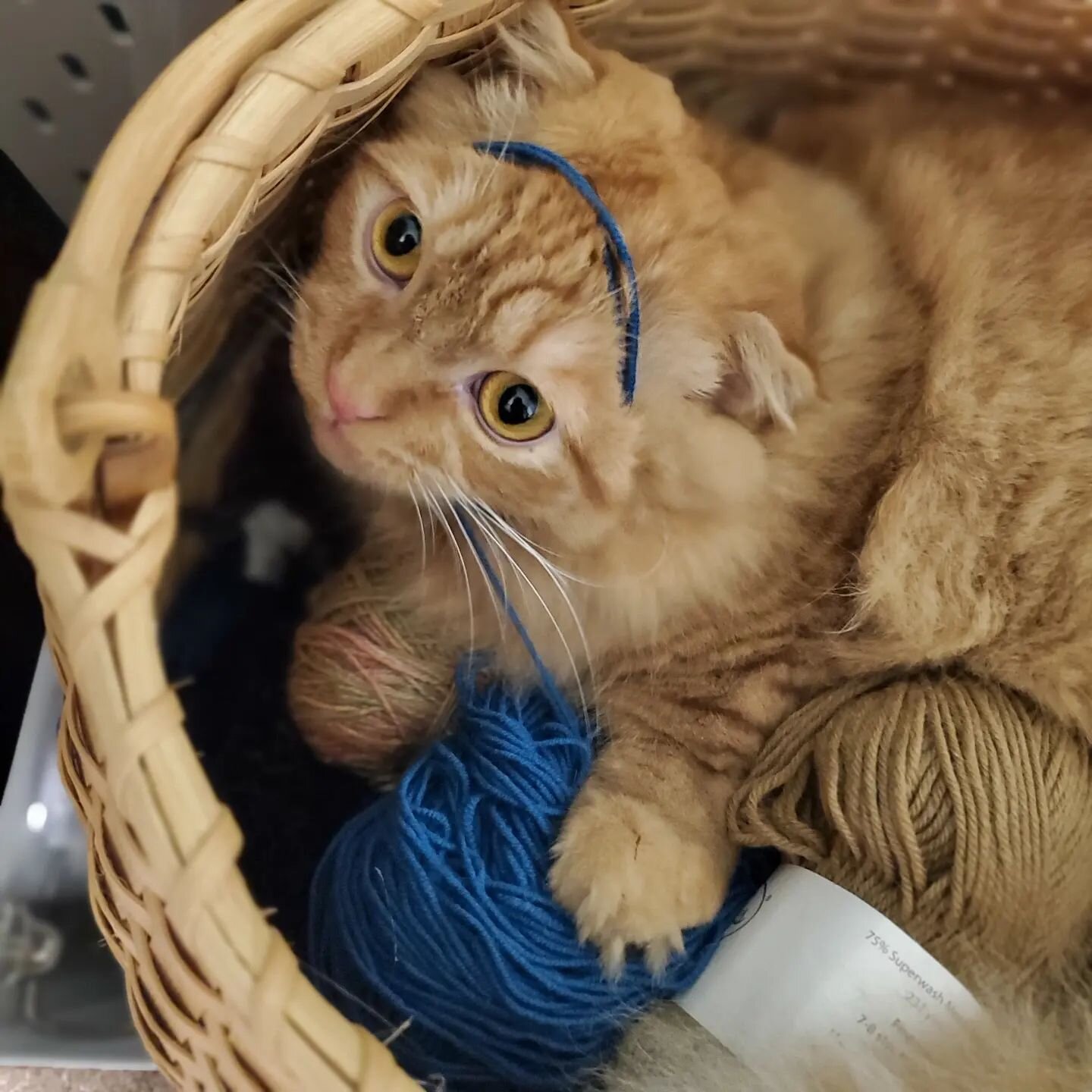 Good thing he is cute!

Tater Tot is a big fan of yarn.

Share a pic of your pet's yarn shenanigans.

#catatemyyarn #catsknit #catintrouble #fibergnome #cutecat #notmyyarn #pawsoff