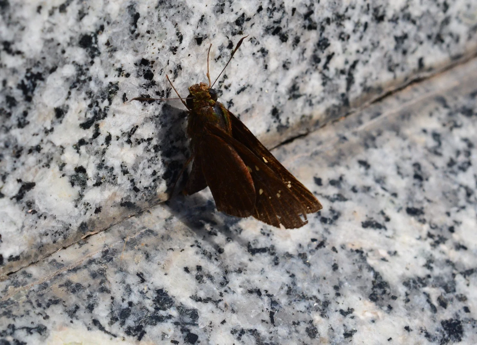 marbleskipper.jpg