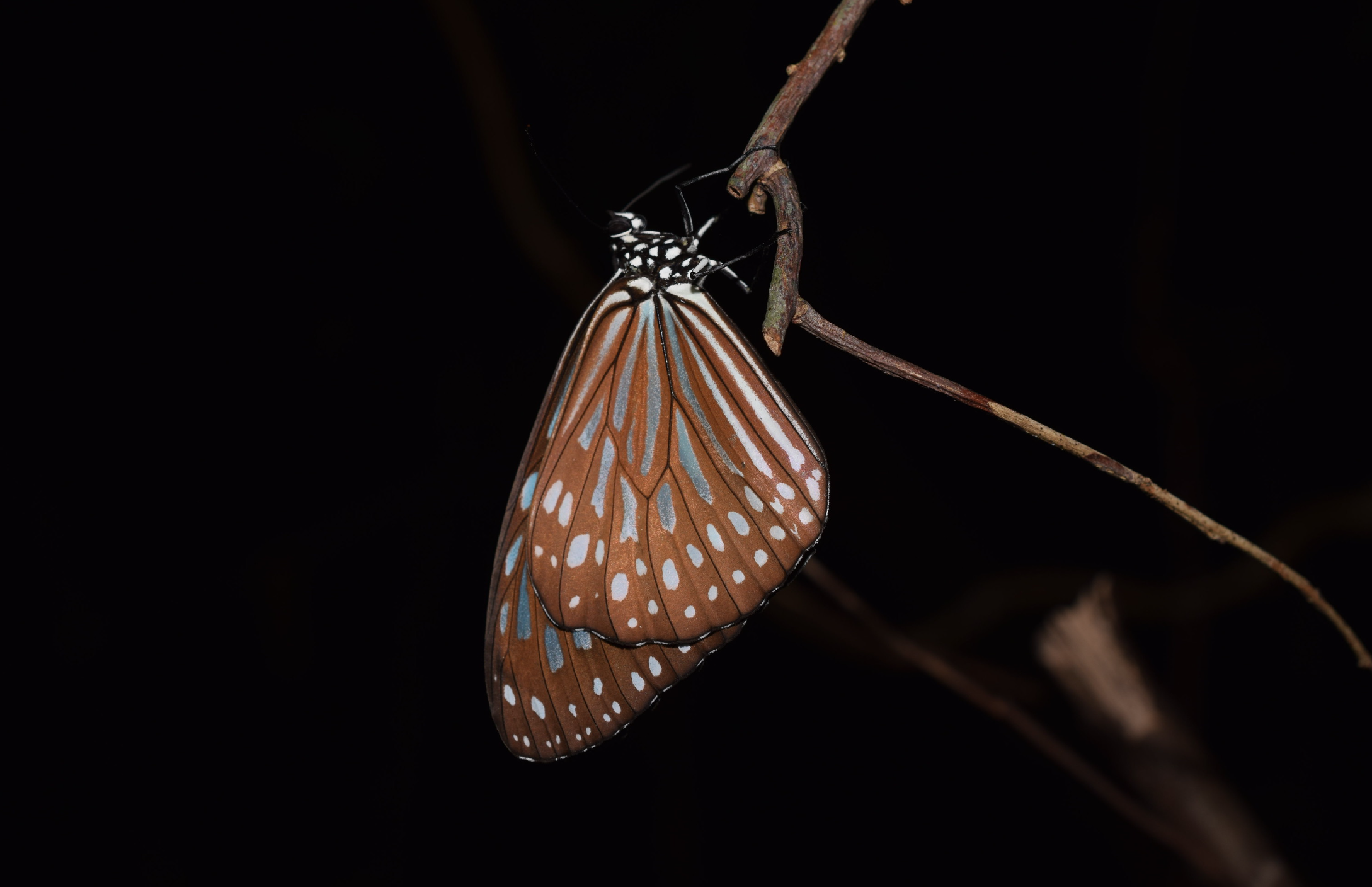 lammabutterfly.png