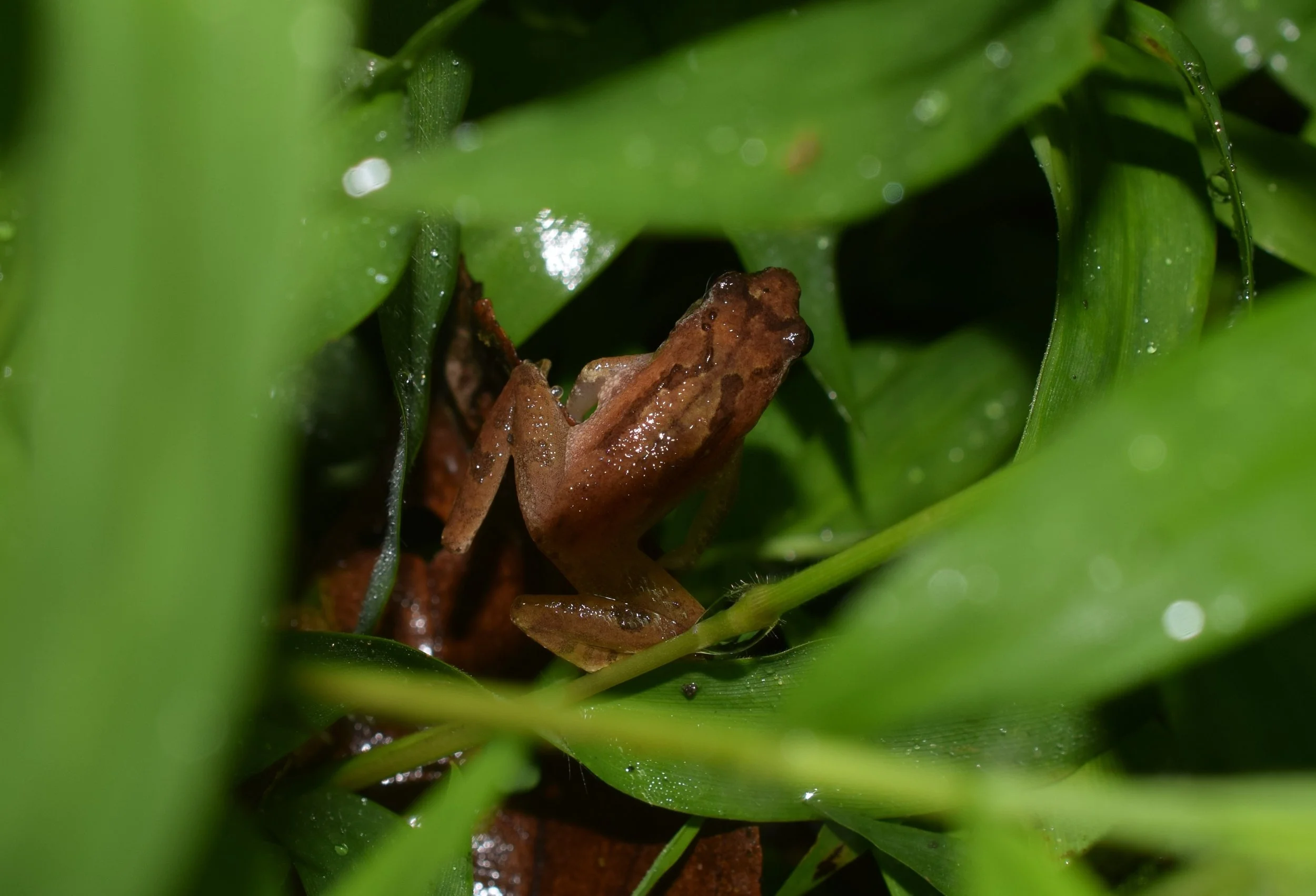 Lamma biodiversity