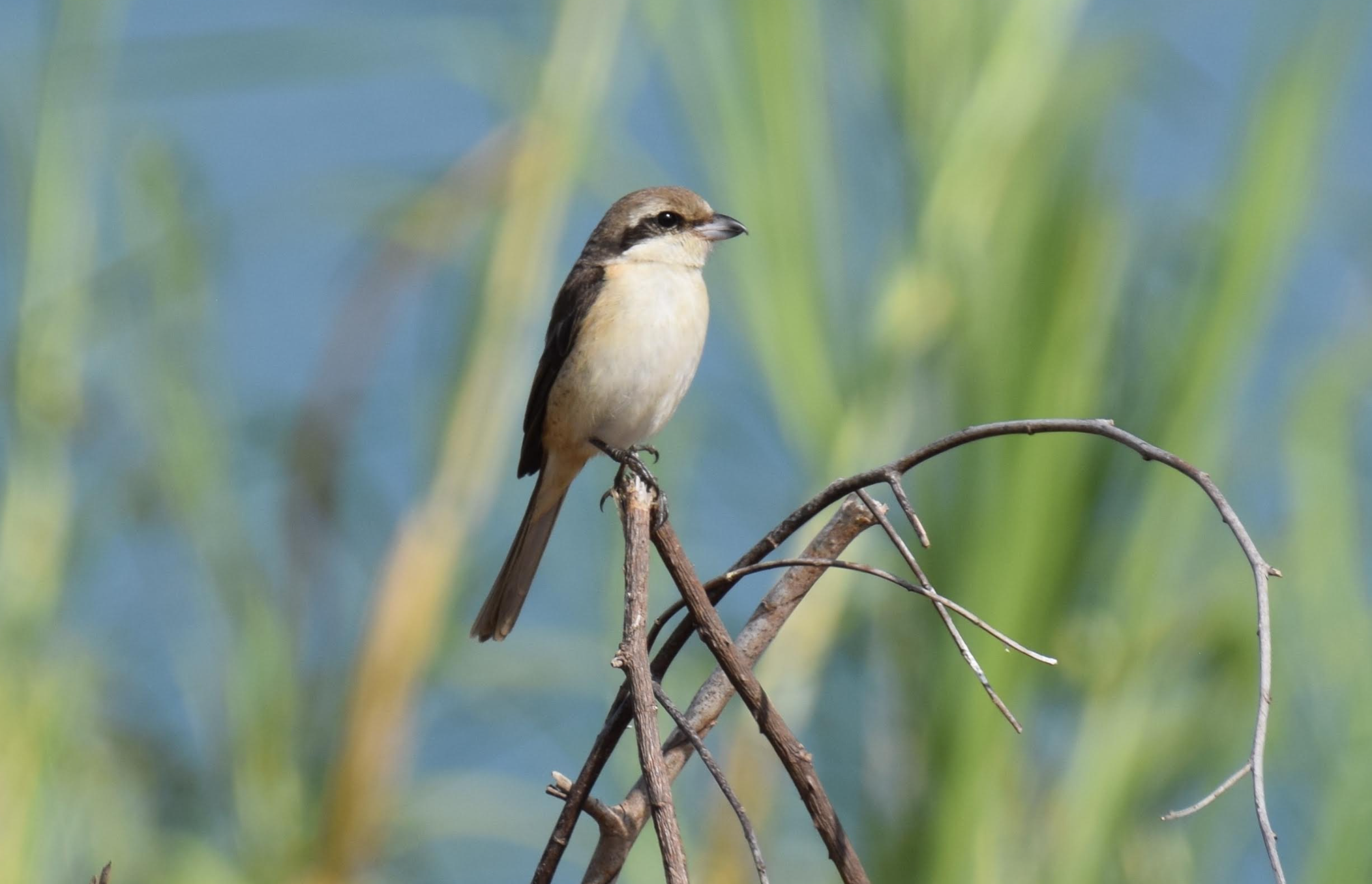 lammashrike.png