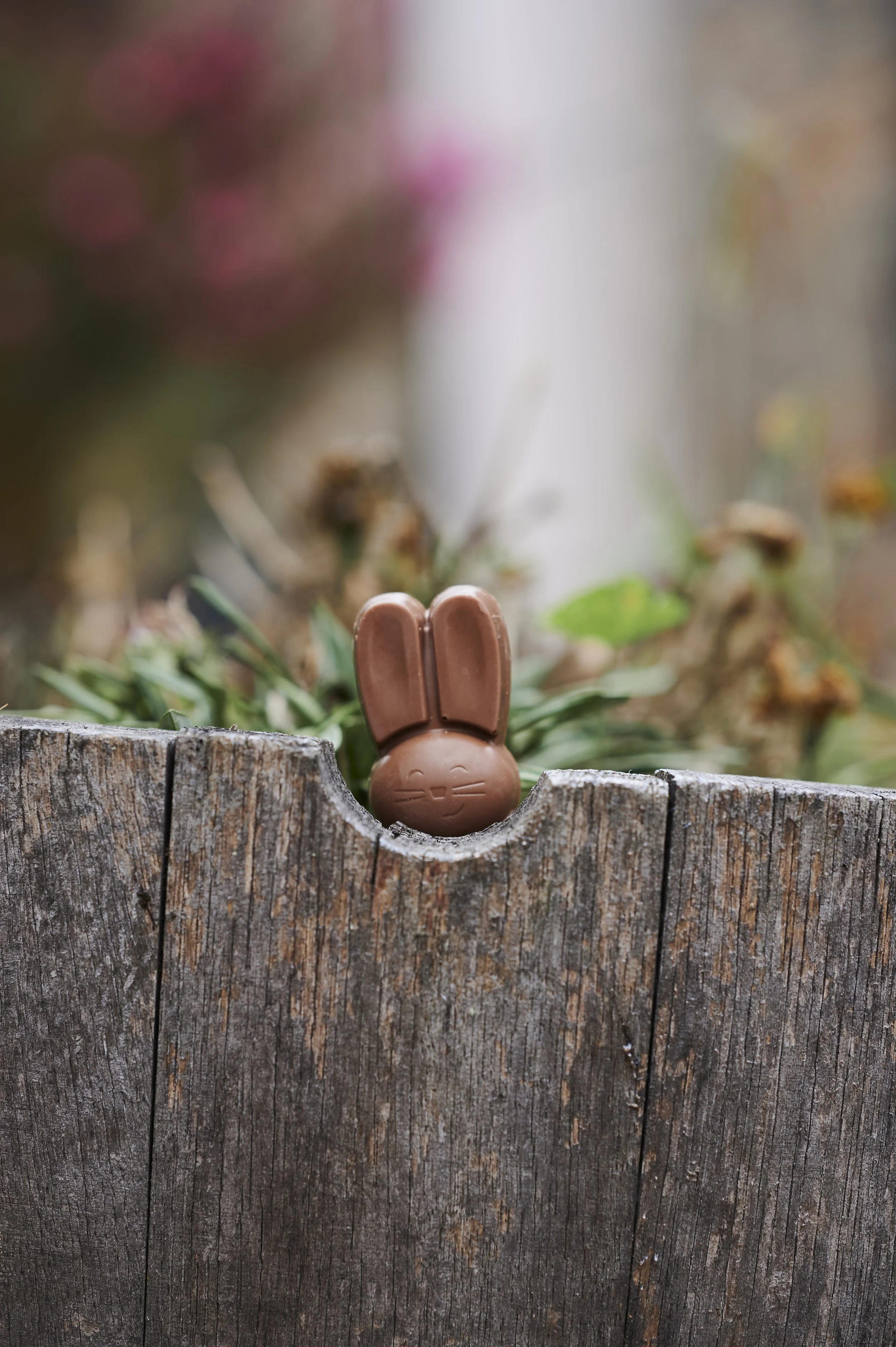 Small chocolate Easter bunny peeking over a rustic wooden fence, with soft-focus garden flowers in the background.