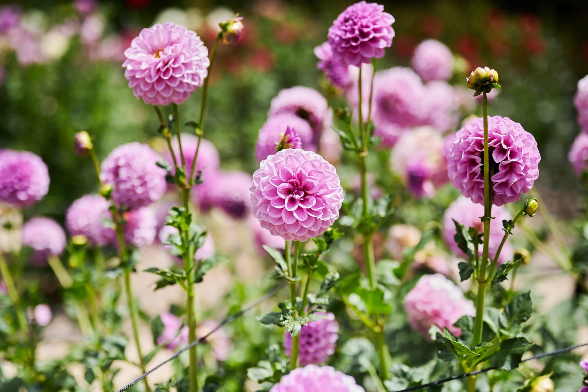 Purple dahlias in a garden, featured for a fine dining Mother’s Day event