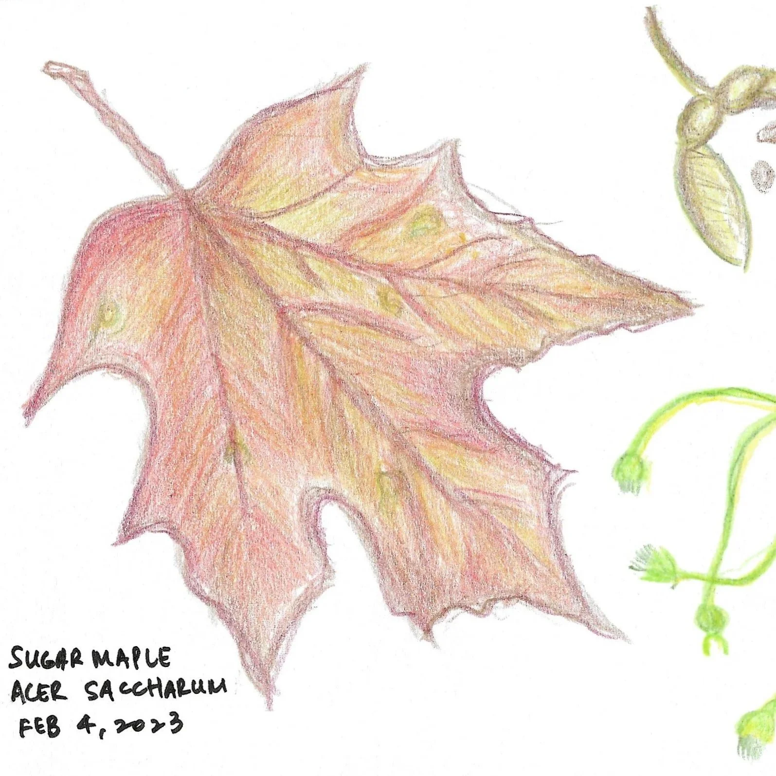 2023_Sugar Maple.jpg