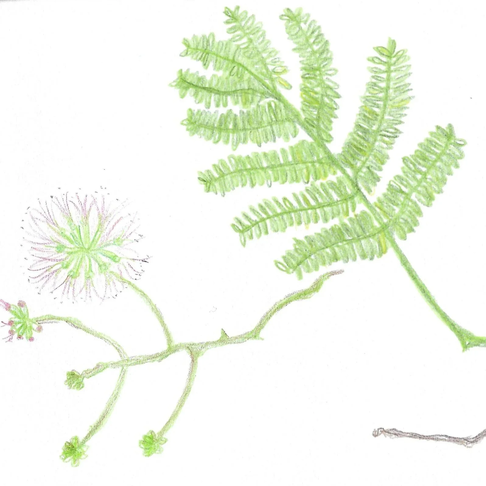 2023_Mimosa Tree.jpg