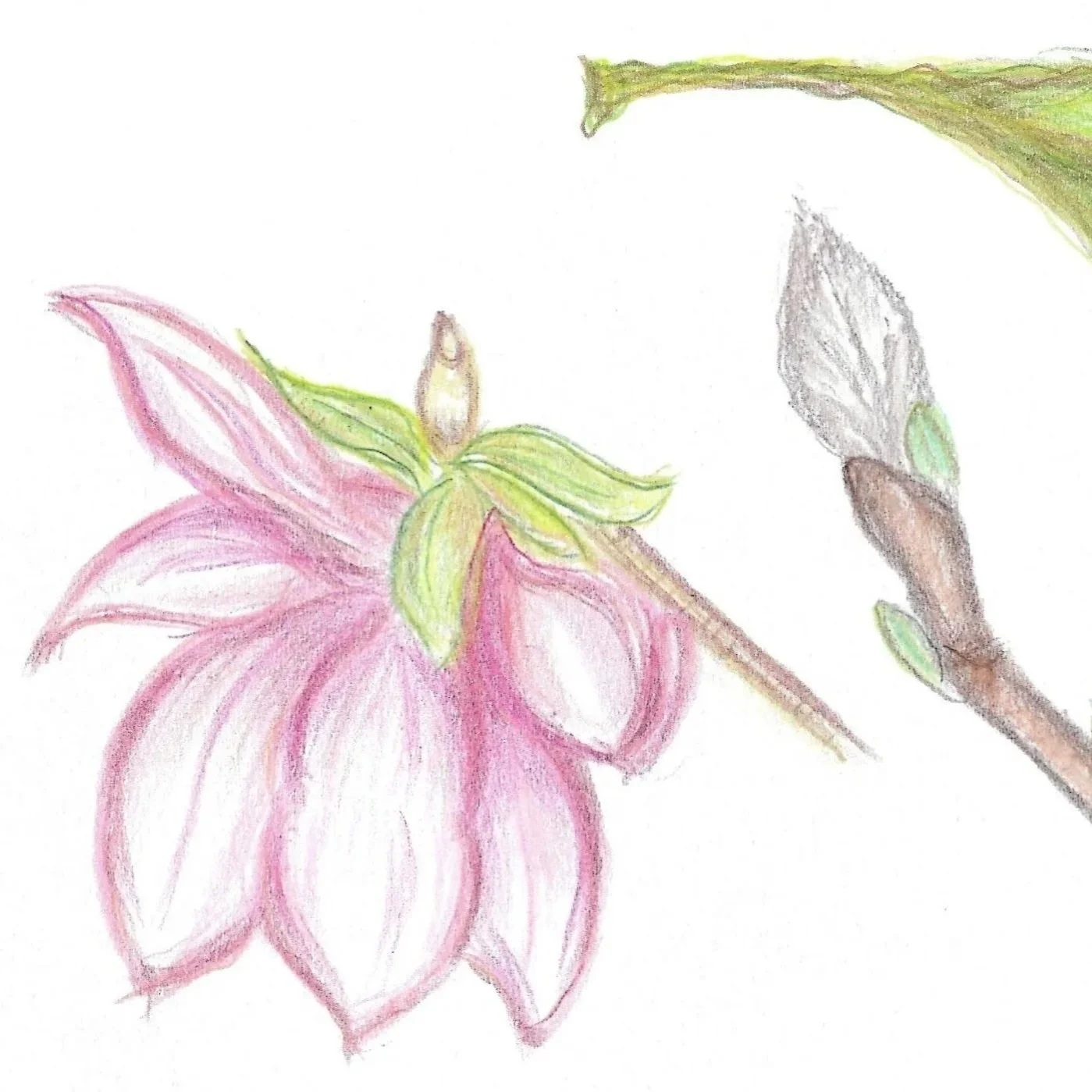 2023_Magnolia Tree.jpg