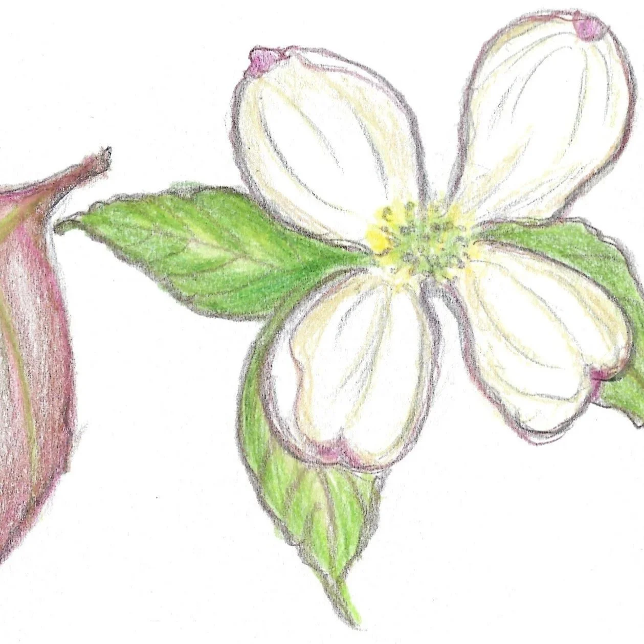 2023_Flowering Dogwood.jpg