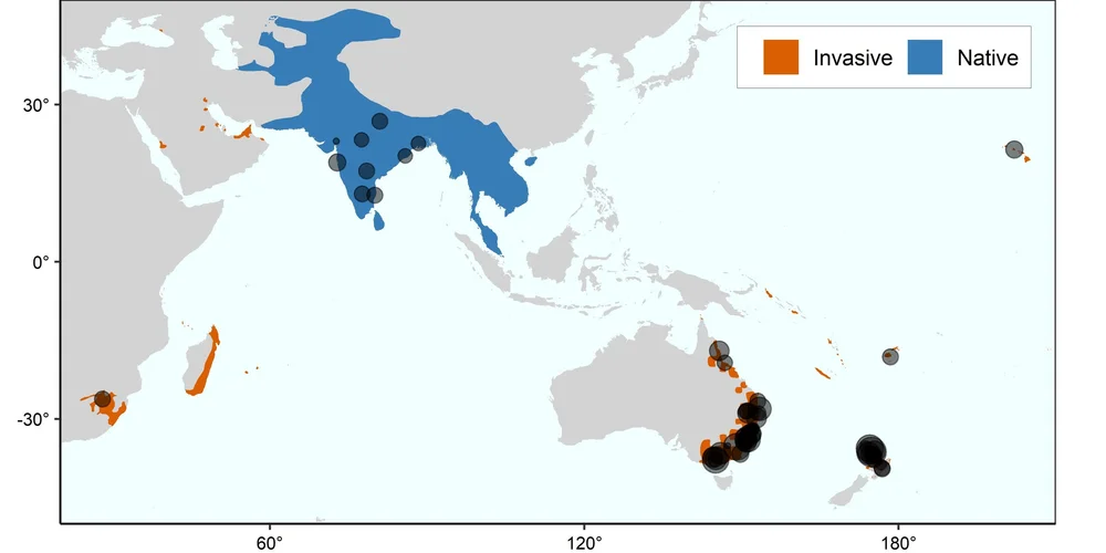 Myna Invasive Tracing the introduction of the invasive common myna using population ...