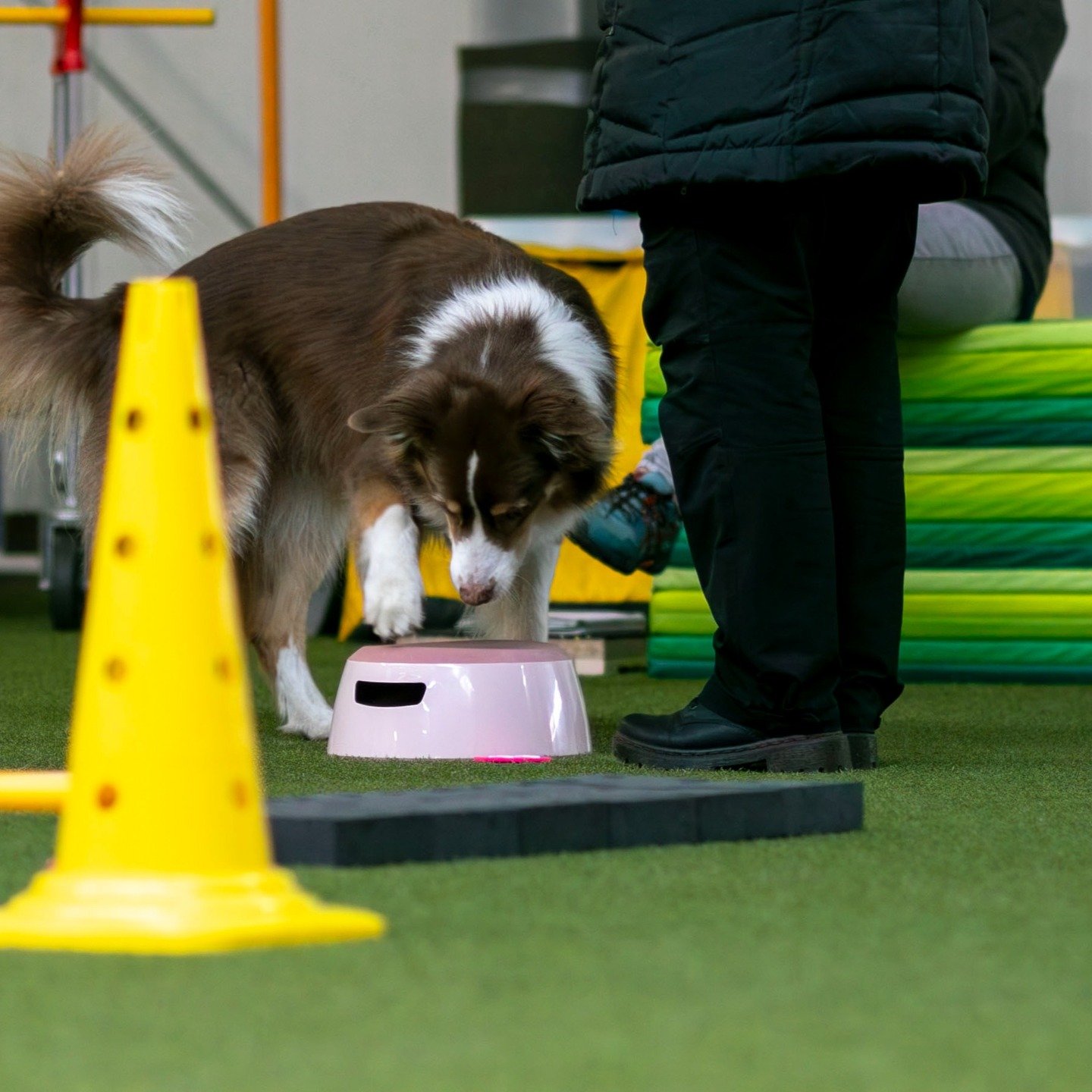 Am Sonntag hatte ich einen Fitness-Loops Seminartag mit einer wirklich tollen Mensch-Hund-Truppe.😊

Da sie schon zusammen Hoopers trainieren, waren die Dynamikelemente der Loops kaum ein Problem und wurden nochmal auf die geringere Distanz erprobt.
