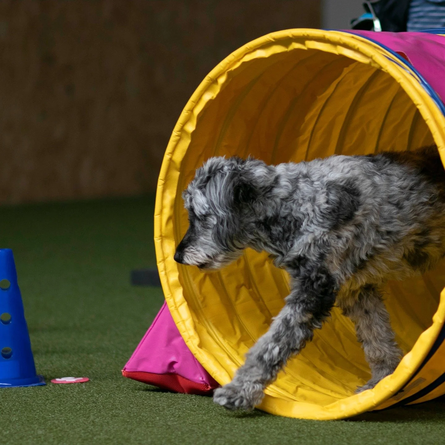 Fitness-Loops ❤️

#fitnessloopsf&uuml;rhunde #fitnessloopsfordogs #hundefitness #hundefitnesstraining #mydhalle #hundesporthallekwh #moveyourdog