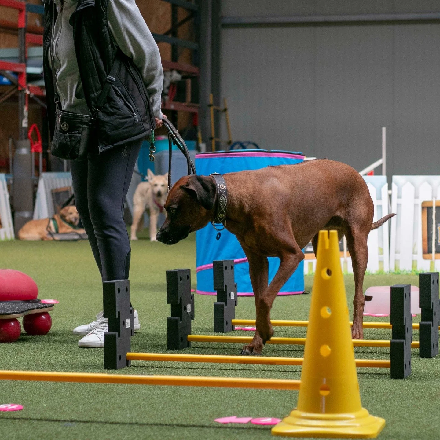 In den Trainingsgruppen konzentrieren wir uns haupts&auml;chlich auf den Aufbau des Fitness-Loop Parcourssports. Das macht nicht nur Mensch und Hund gro&szlig;en Spa&szlig;, sondern gibt auch dem Team einen gro&szlig;en Boost in klarer Kommunikation.