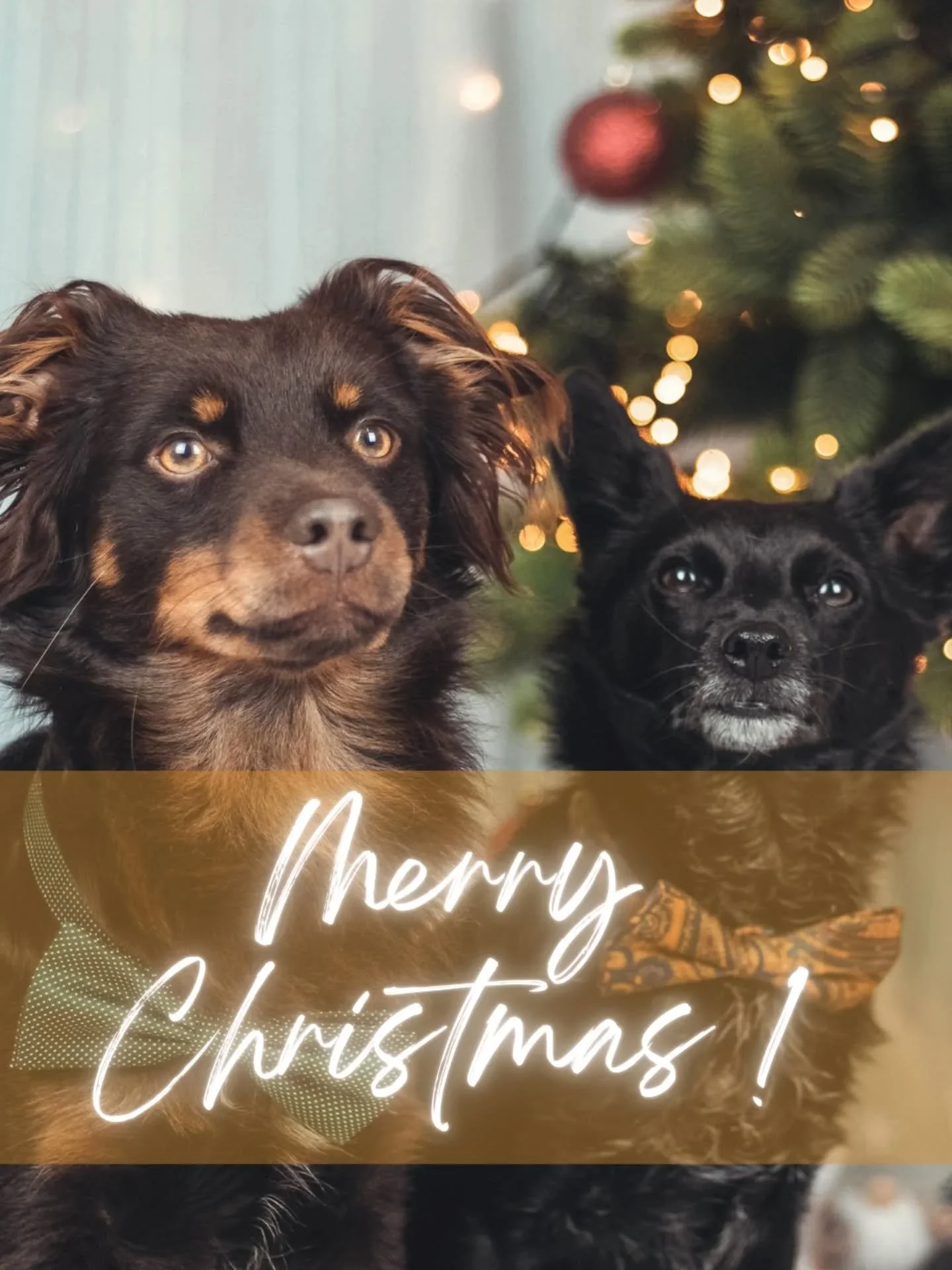 Ich w&uuml;nsche euch allen fr&ouml;hliche Feiertage!🎄