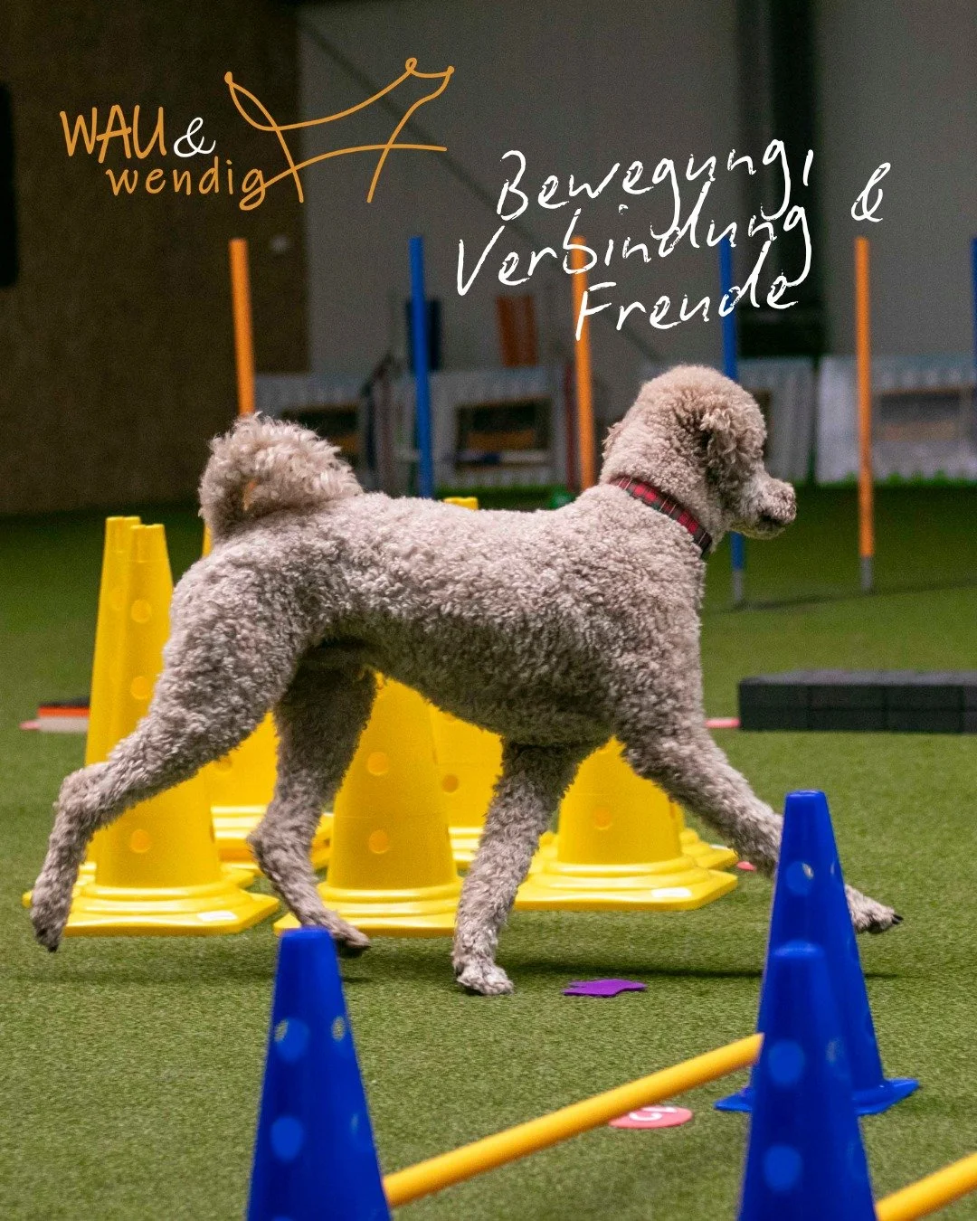 Beim Fitness-Loop Training, kannst du nicht nur etwas &uuml;ber deinen Hund und seine Bewegung lernen, du lernst auch etwas &uuml;ber dich selbst und &uuml;ber euch als Team.

#hundefitnesstraining #fitnessloopsf&uuml;rhunde #parcourstrainingmithund