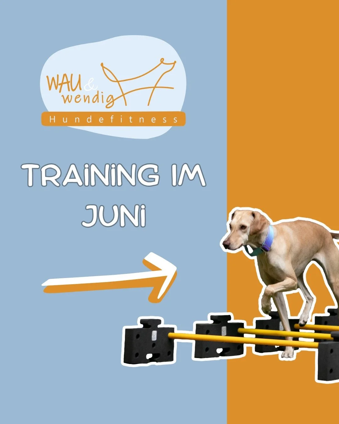 Freie Trainingspl&auml;tze im Juni ☀

Lust auf Hundefitness und Fitness-Loop Parcourstraining mit deinem Hund? Dann sichere dir einen Platz im Gruppentraining!✅

Bei den genannten Angeboten handelt es sich um Trainingsstunden in kleinen Gruppen von m