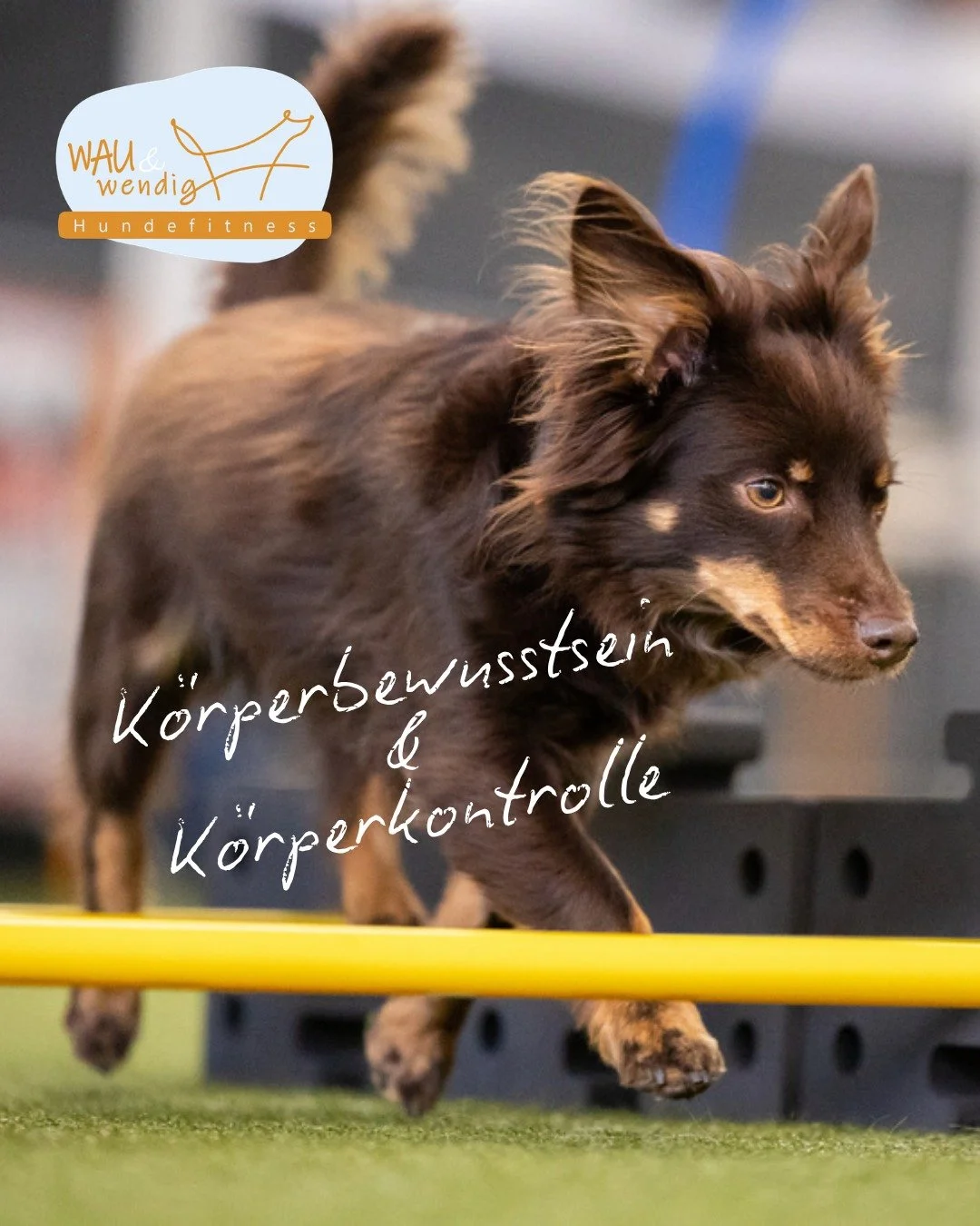 Der Fitness-Loop vereint alle Aspekte eines ganzheitlichen Fitness- und Bewegungstrainings. 🤸

Wir schulen uns und unsere Hunde in in der bewussten Wahrnehmung und Kontrolle unserer K&ouml;rper. 

Dabei helfen z.B. Koordinationsaufgaben wie Cavalett