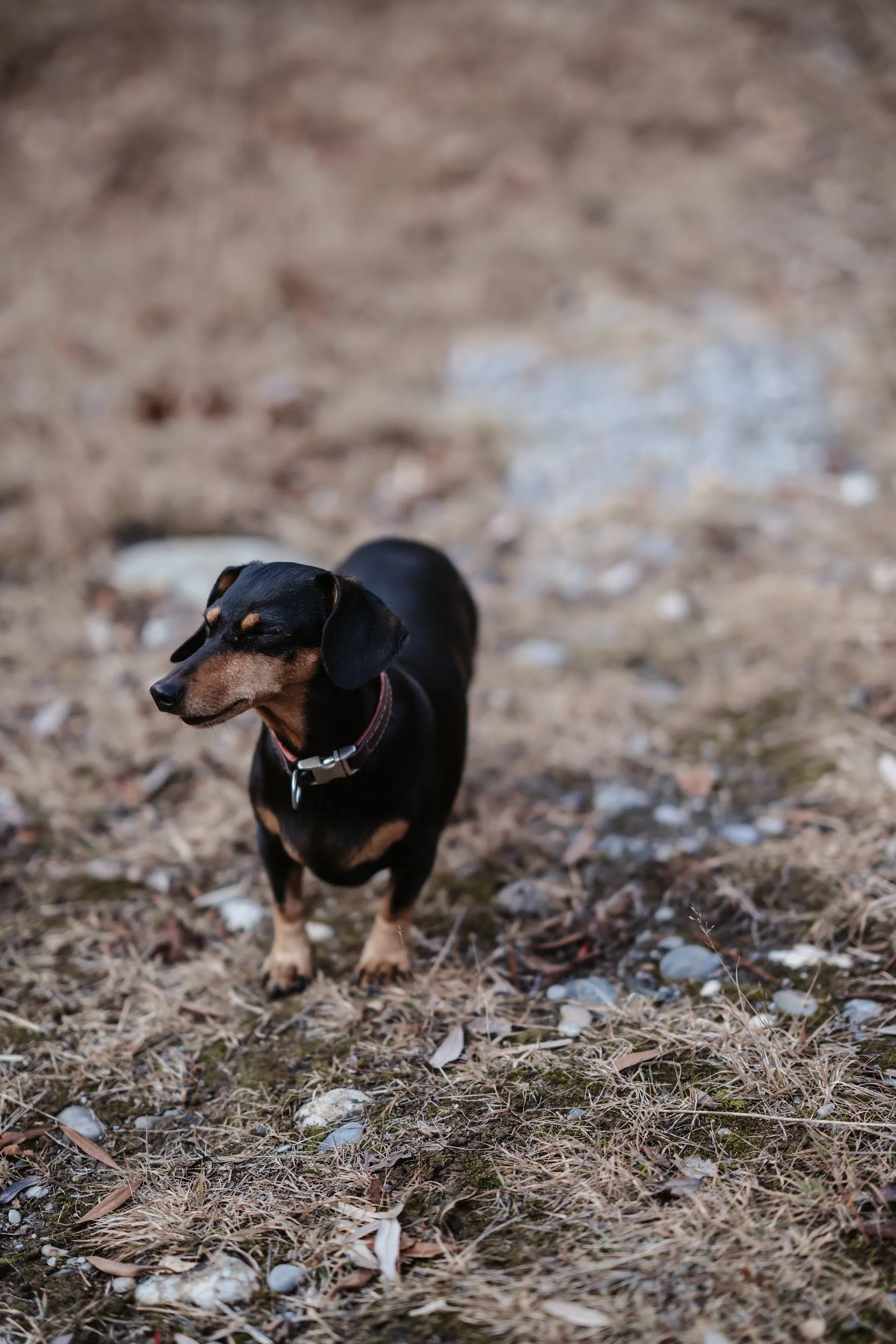 Ein schwarz-brauner Dackel in der Natur