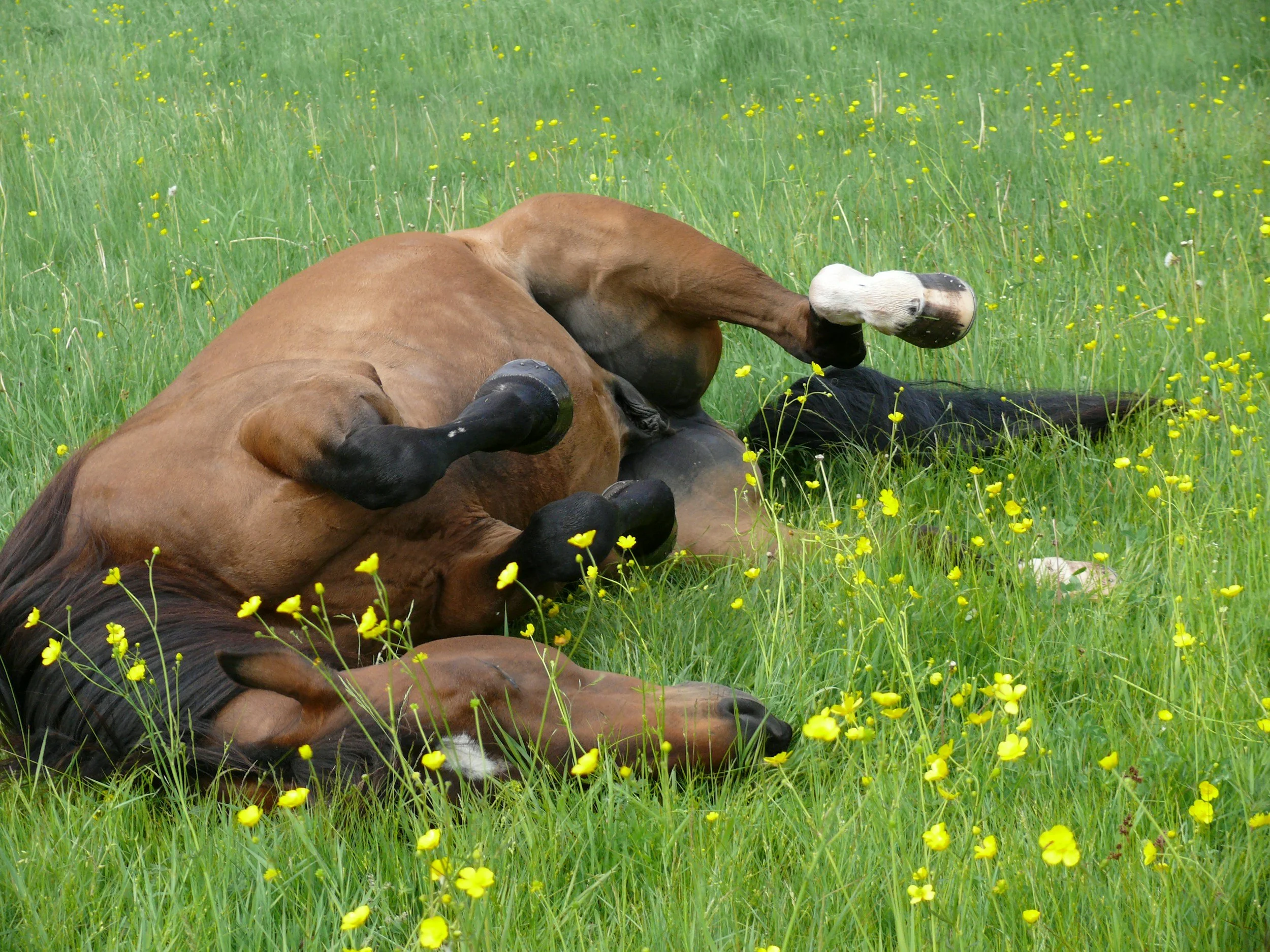 Renew with Horses Spring Mini Retreat