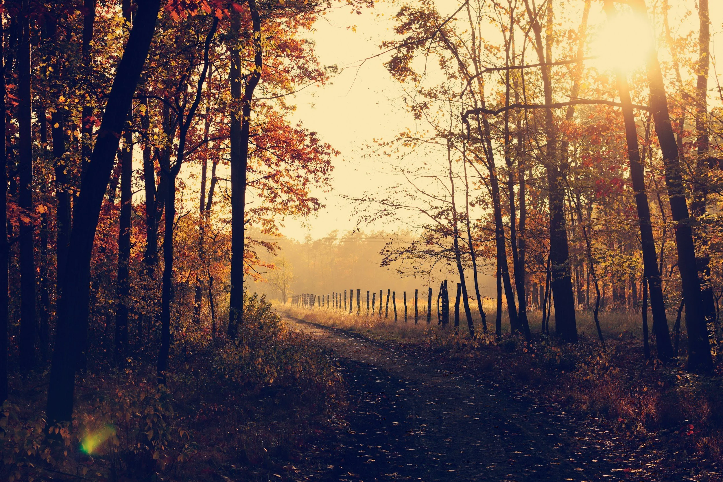 Guided by the Herd — A Women's Equinox Journey of Reflection, Renewal &amp; Connection