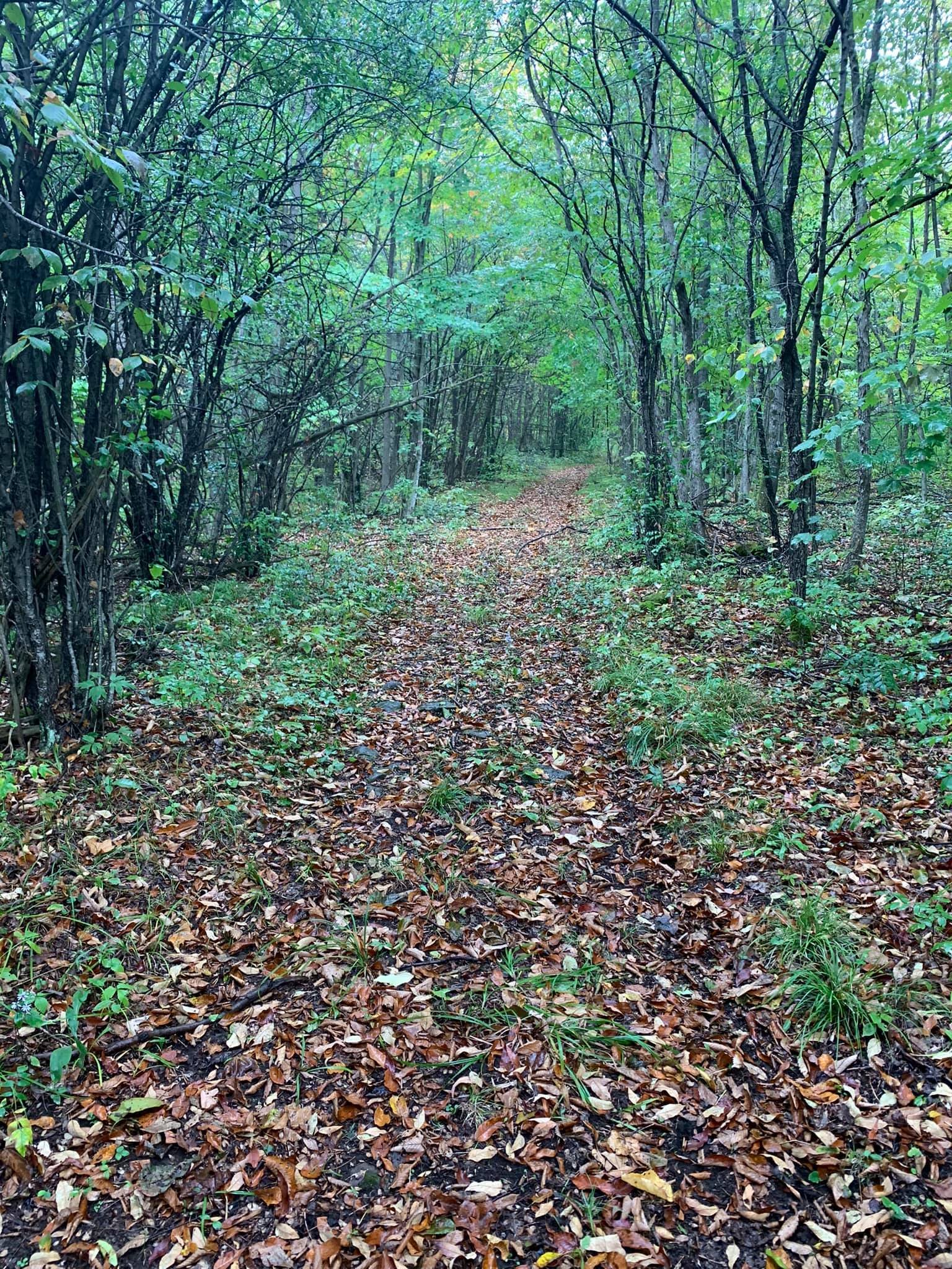 horses trails.jpg