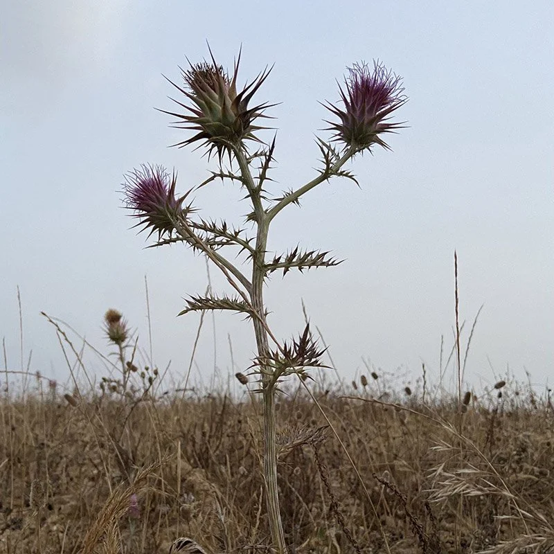 IMAGE 2022-05-21 16:48:47.jpg