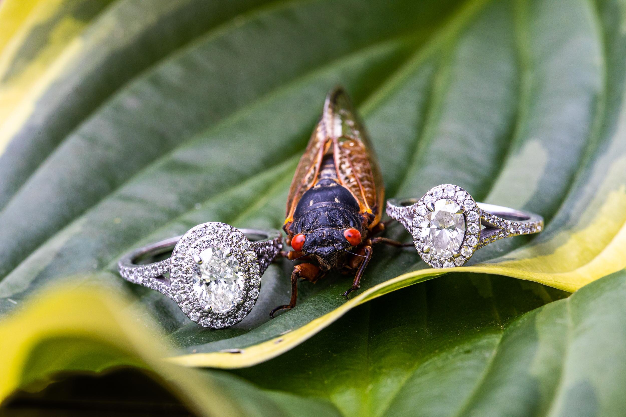 fairfax virginia wedding cicada ring photo mrs and mrs_21.jpg