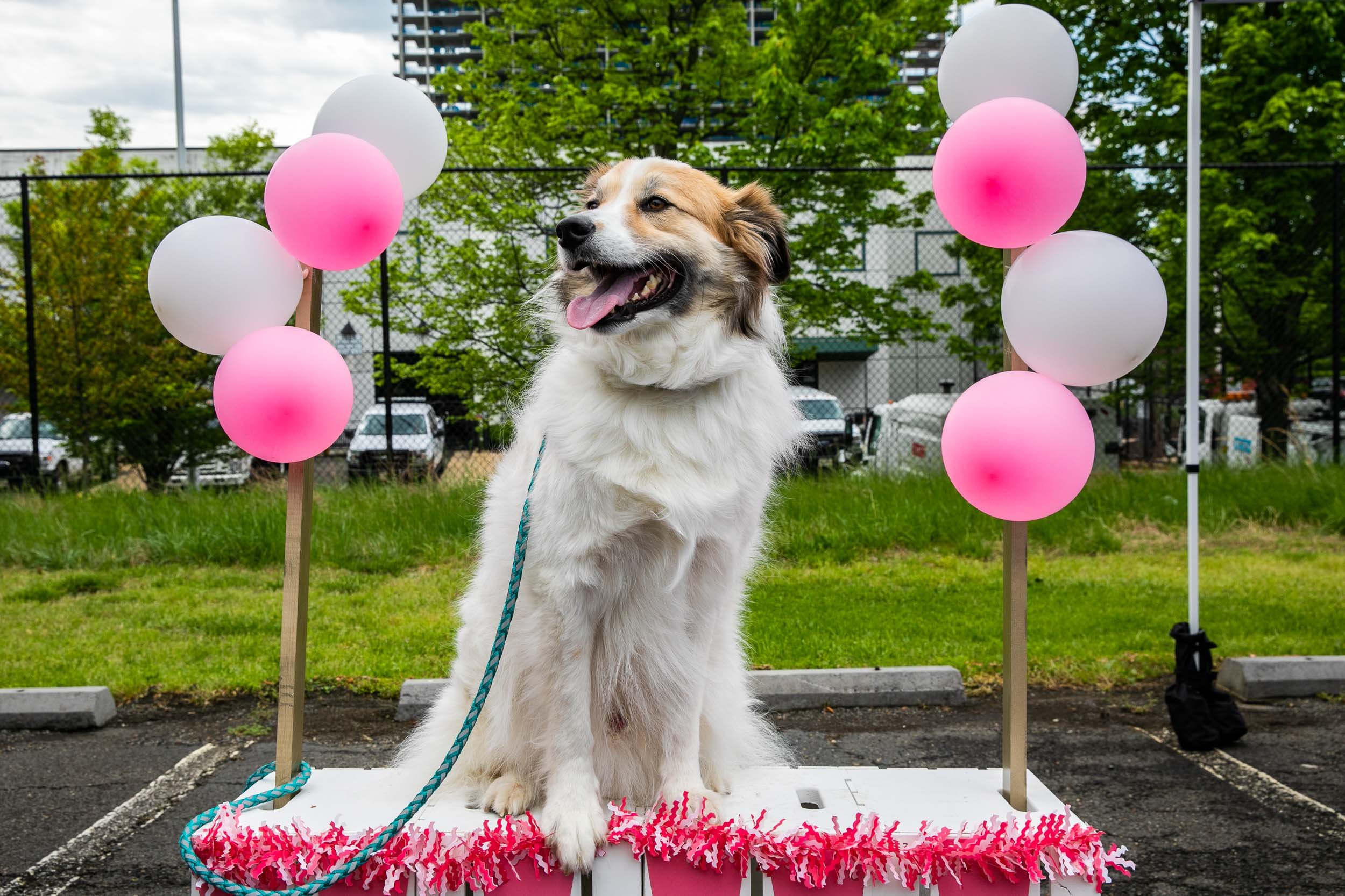 Tara Parekh Photography Alexandria Love Your Pet Day 2019 -13.jpg