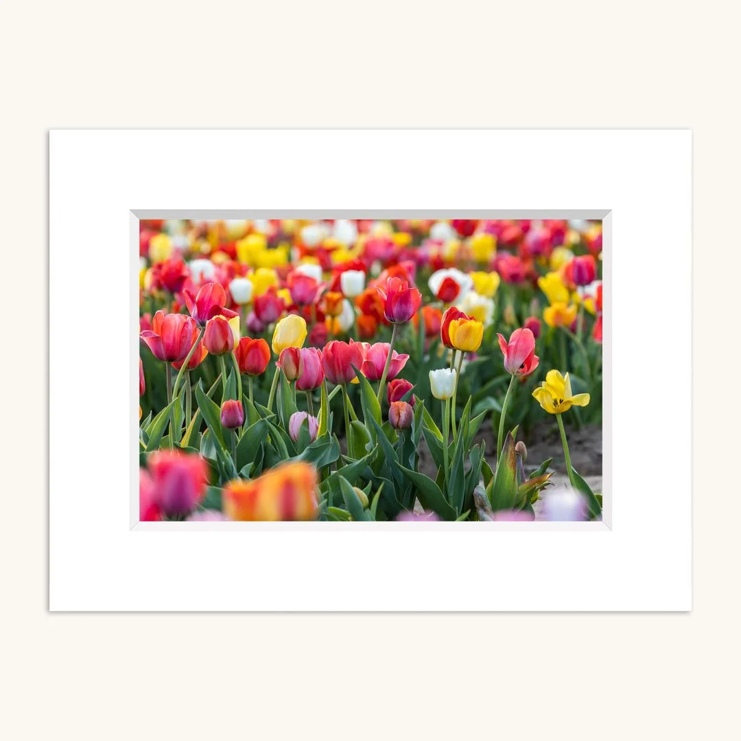 Tulips-Single-Mat.jpg