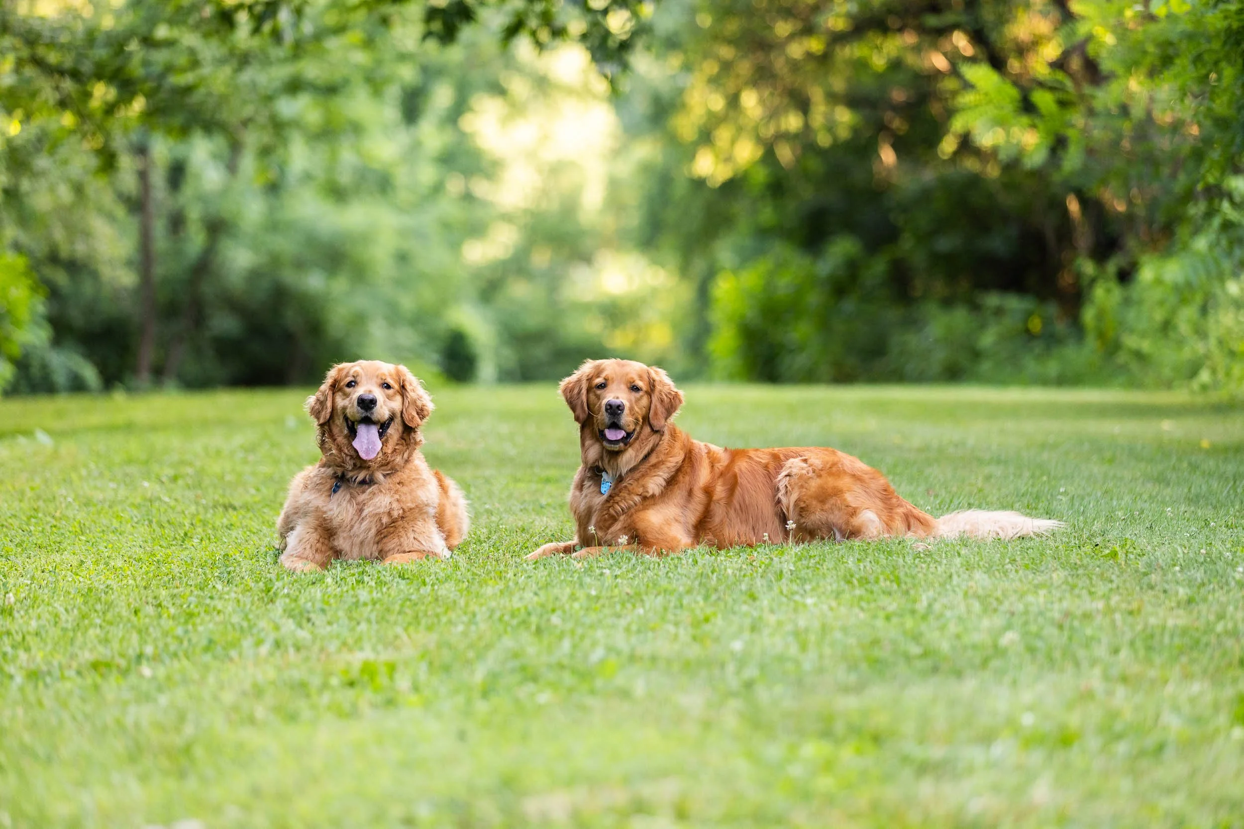 kiska_lundy_goldens_alexandria_va-05.jpg