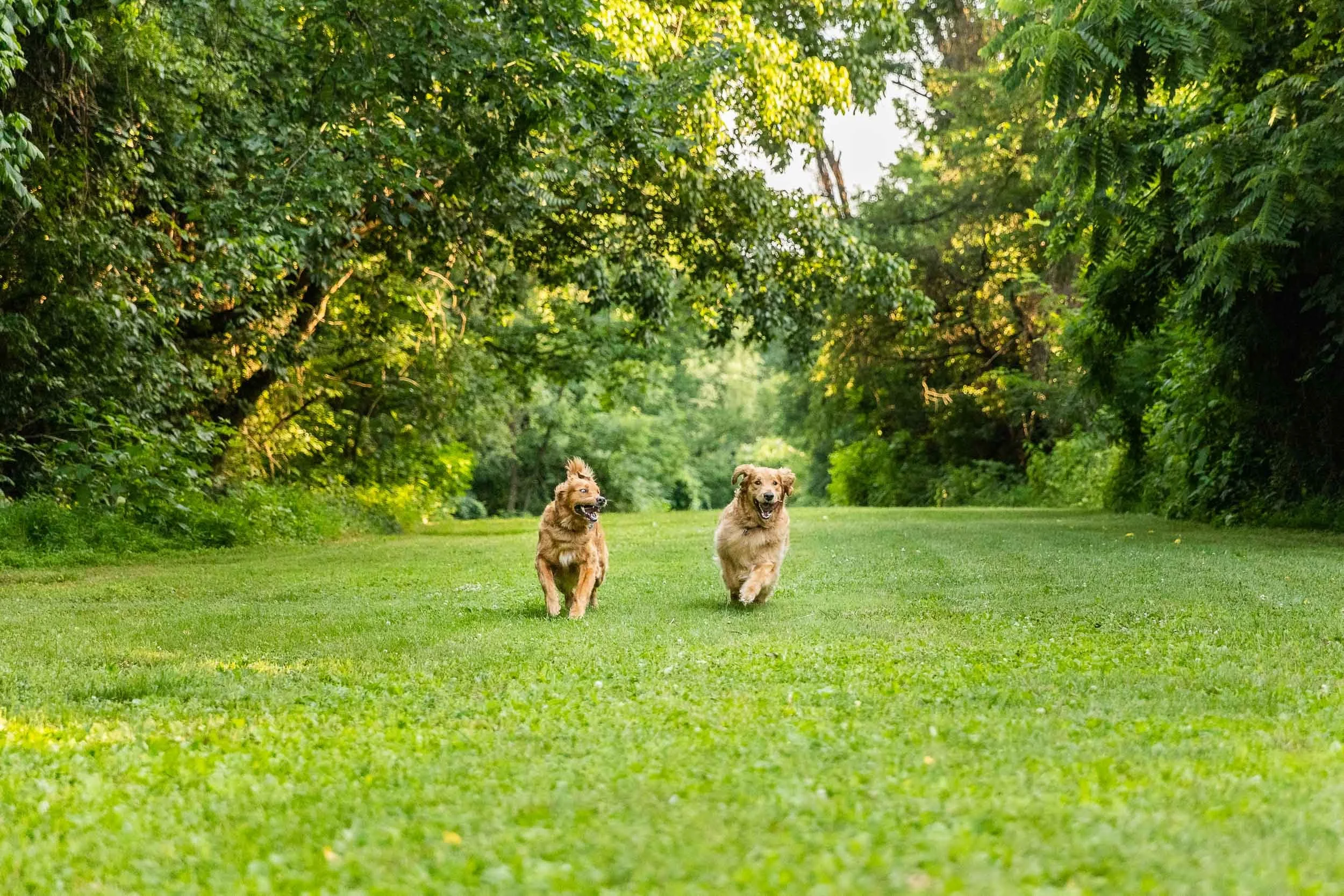 kiska_lundy_goldens_alexandria_va-06.jpg