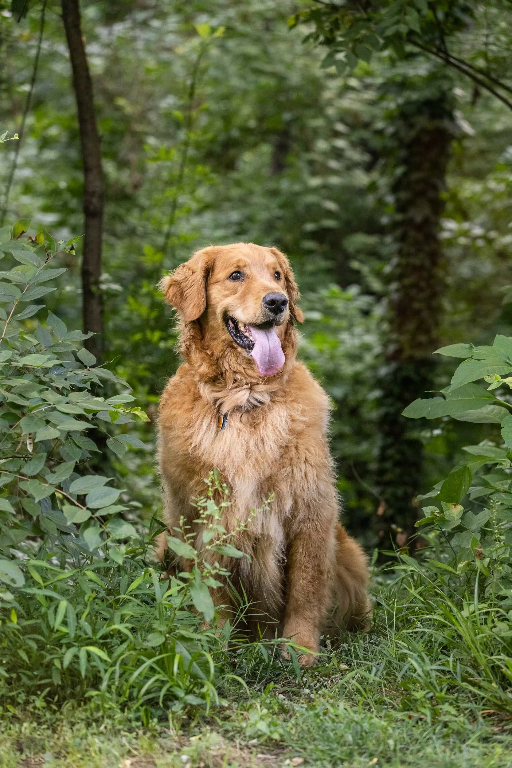kiska_lundy_goldens_alexandria_va-08.jpg
