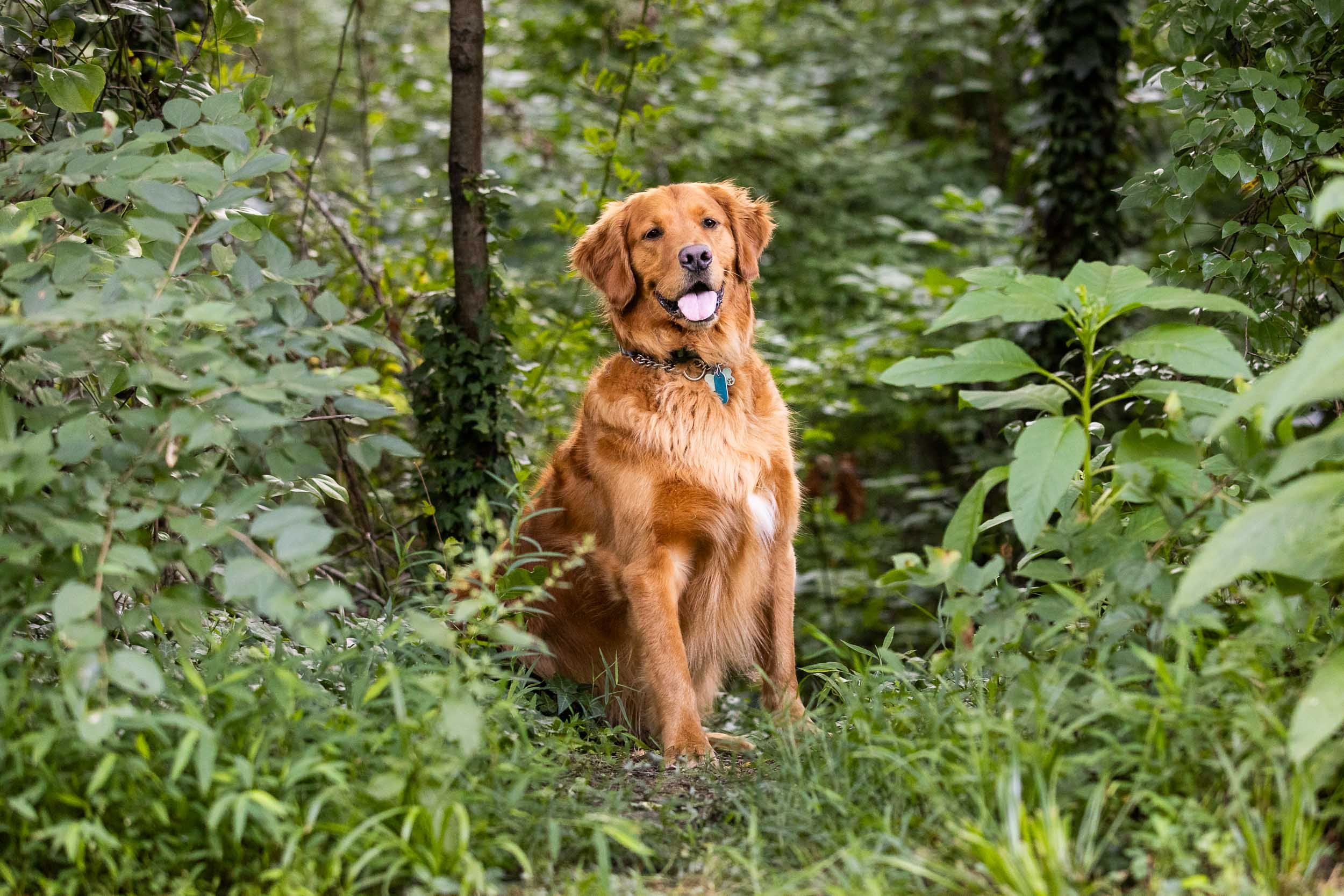 kiska_lundy_goldens_alexandria_va-09.jpg