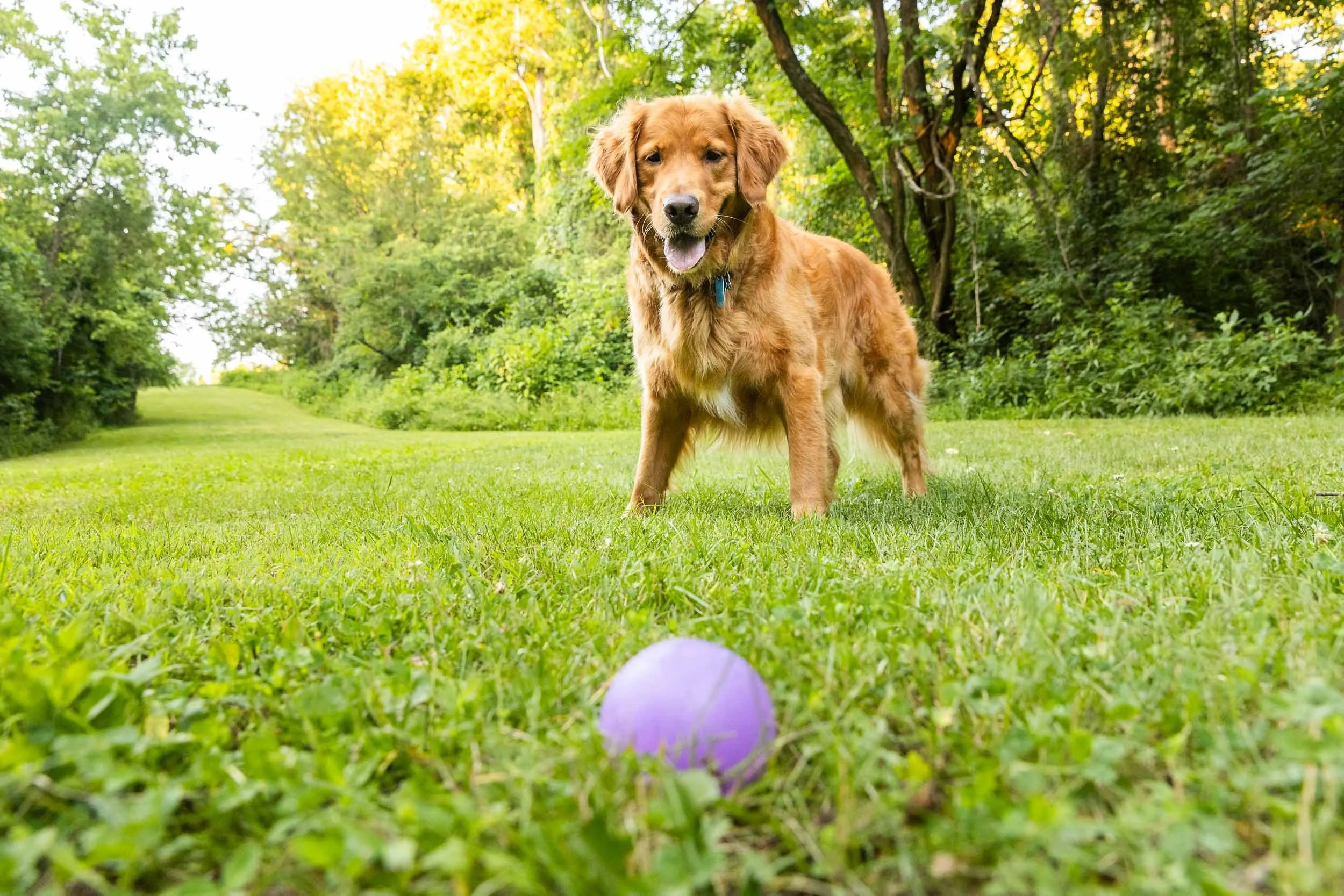 kiska_lundy_goldens_alexandria_va-14.jpg