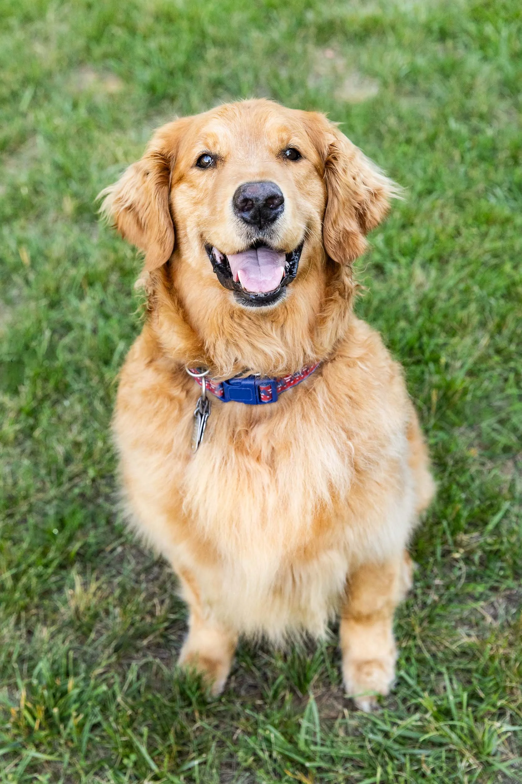 kiska_lundy_goldens_alexandria_va-01.jpg