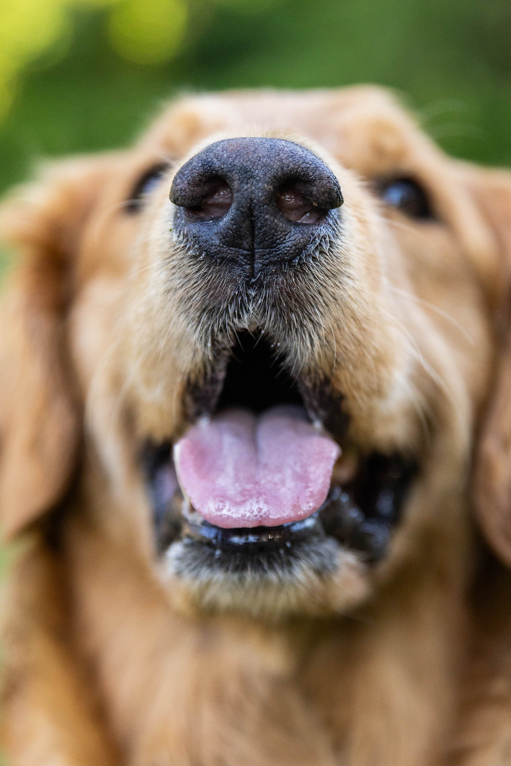 kiska_lundy_goldens_alexandria_va-02.jpg