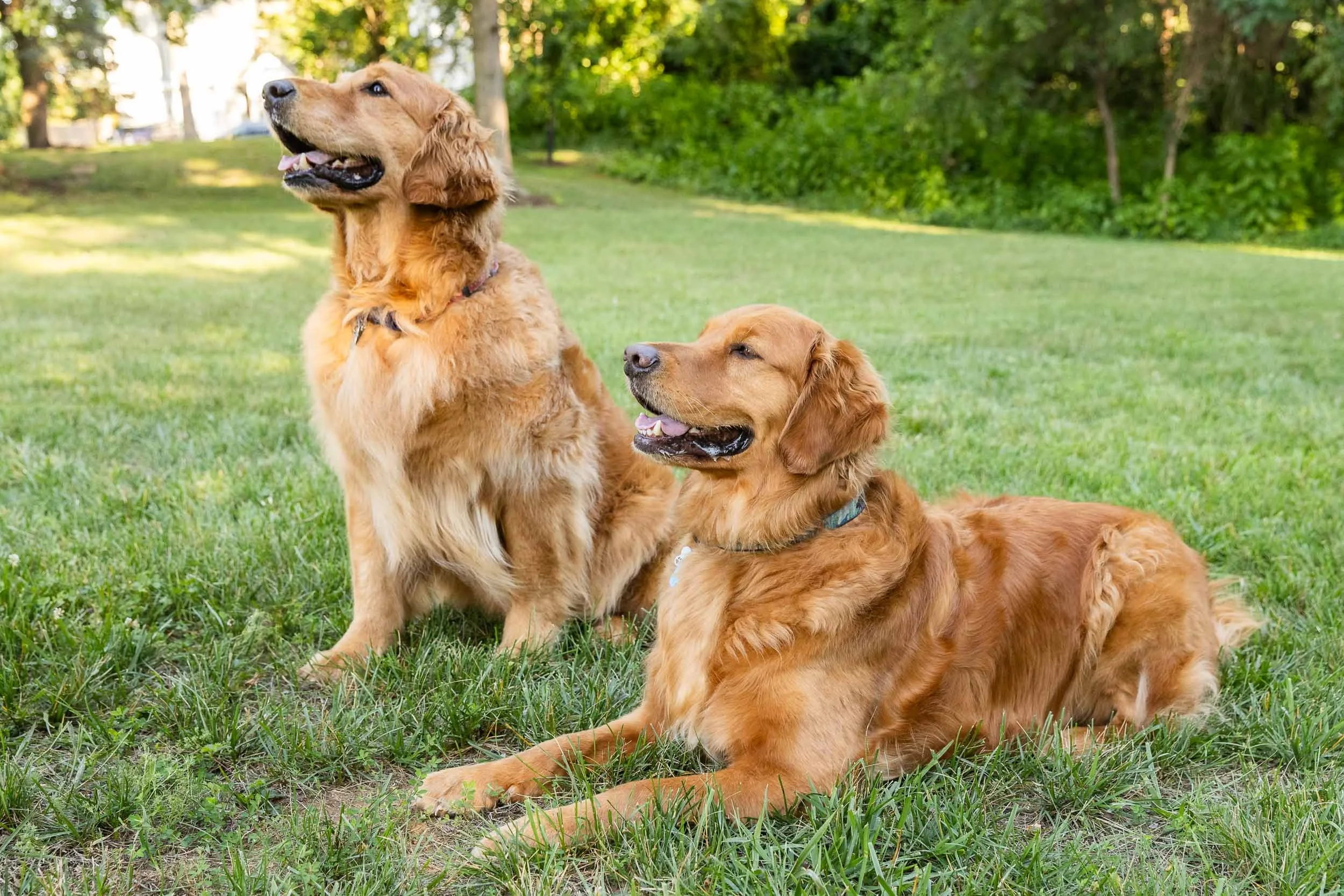 kiska_lundy_goldens_alexandria_va-03.jpg