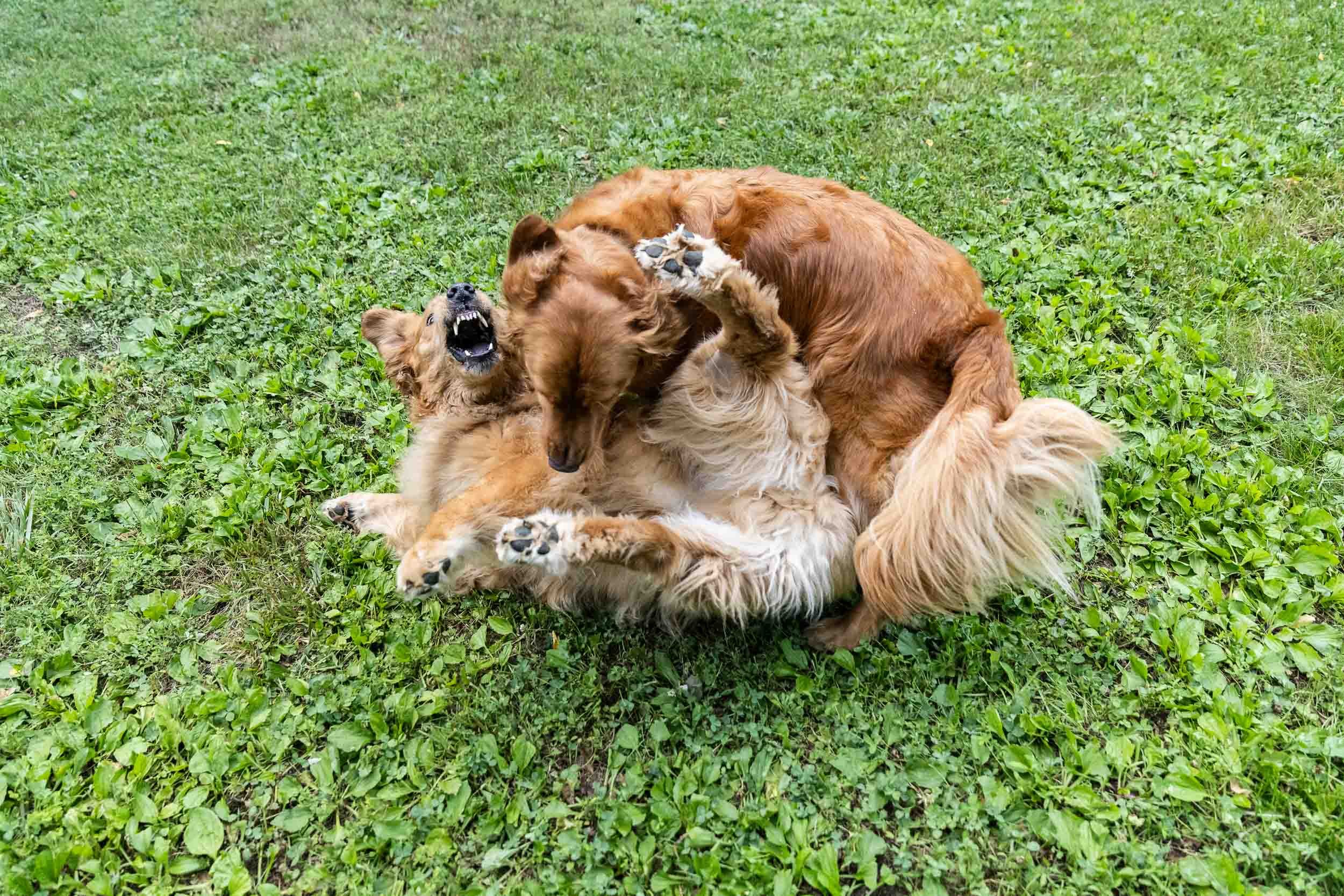 kiska_lundy_goldens_alexandria_va-07.jpg