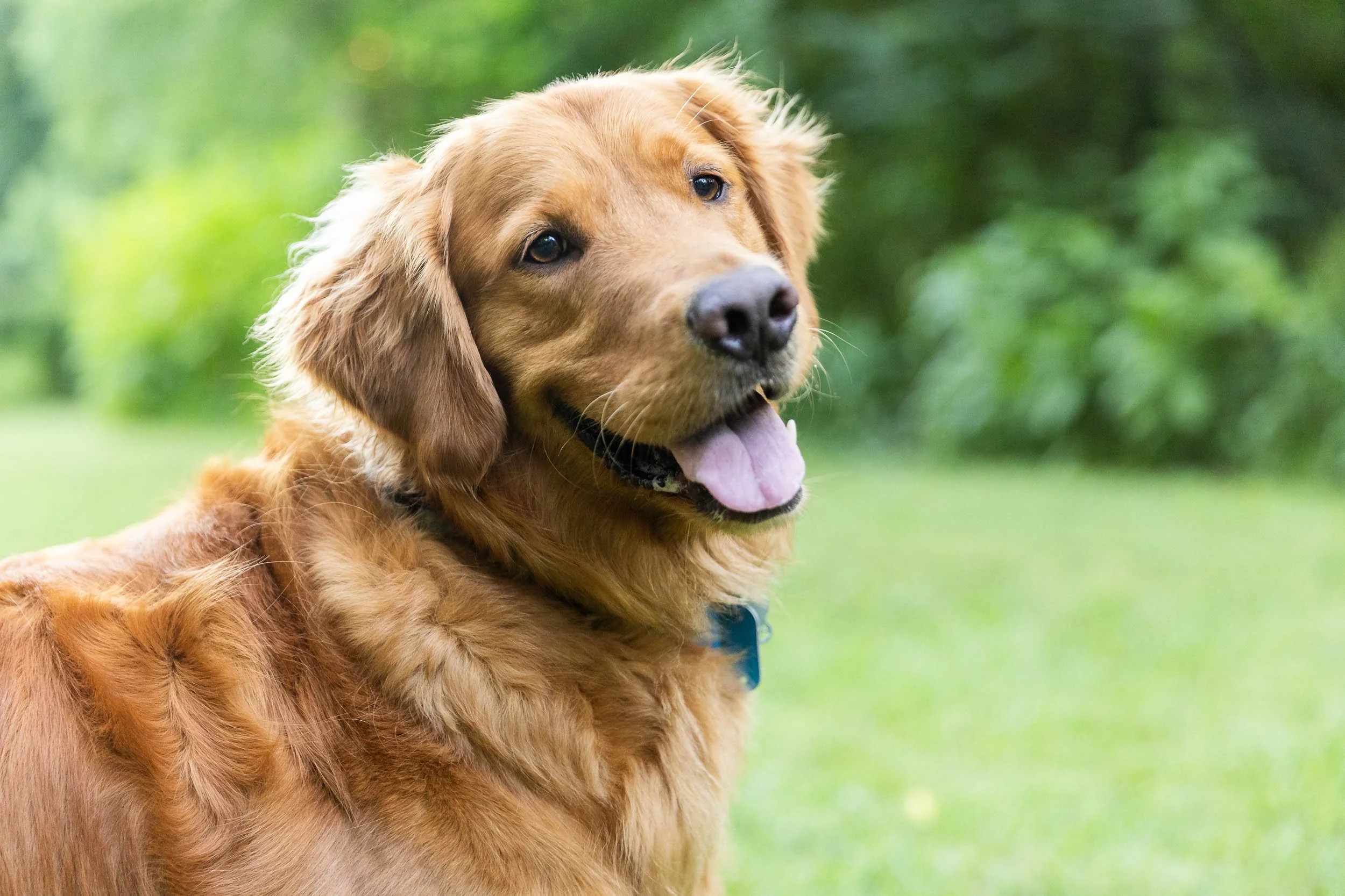 kiska_lundy_goldens_alexandria_va-10.jpg